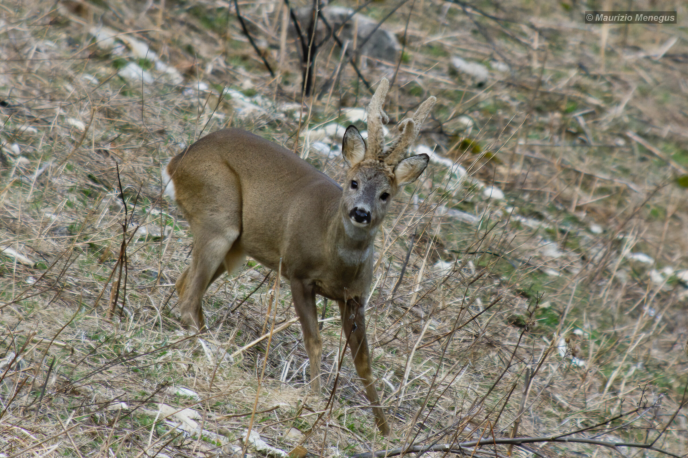 Bel capriolo in digiscoping