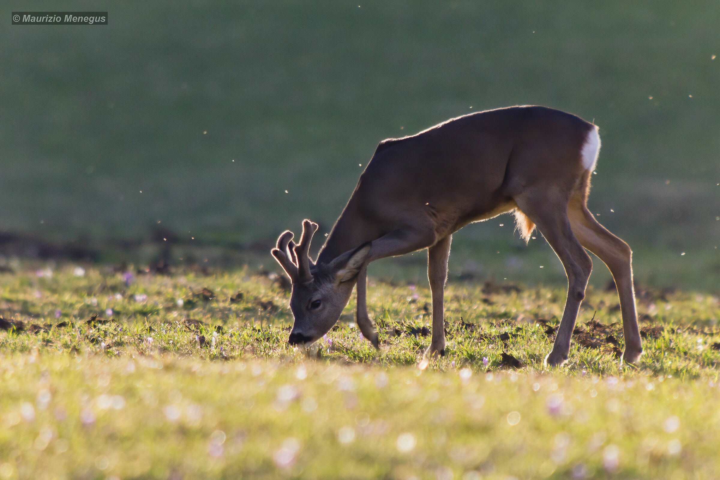 Digiscoping in controluce