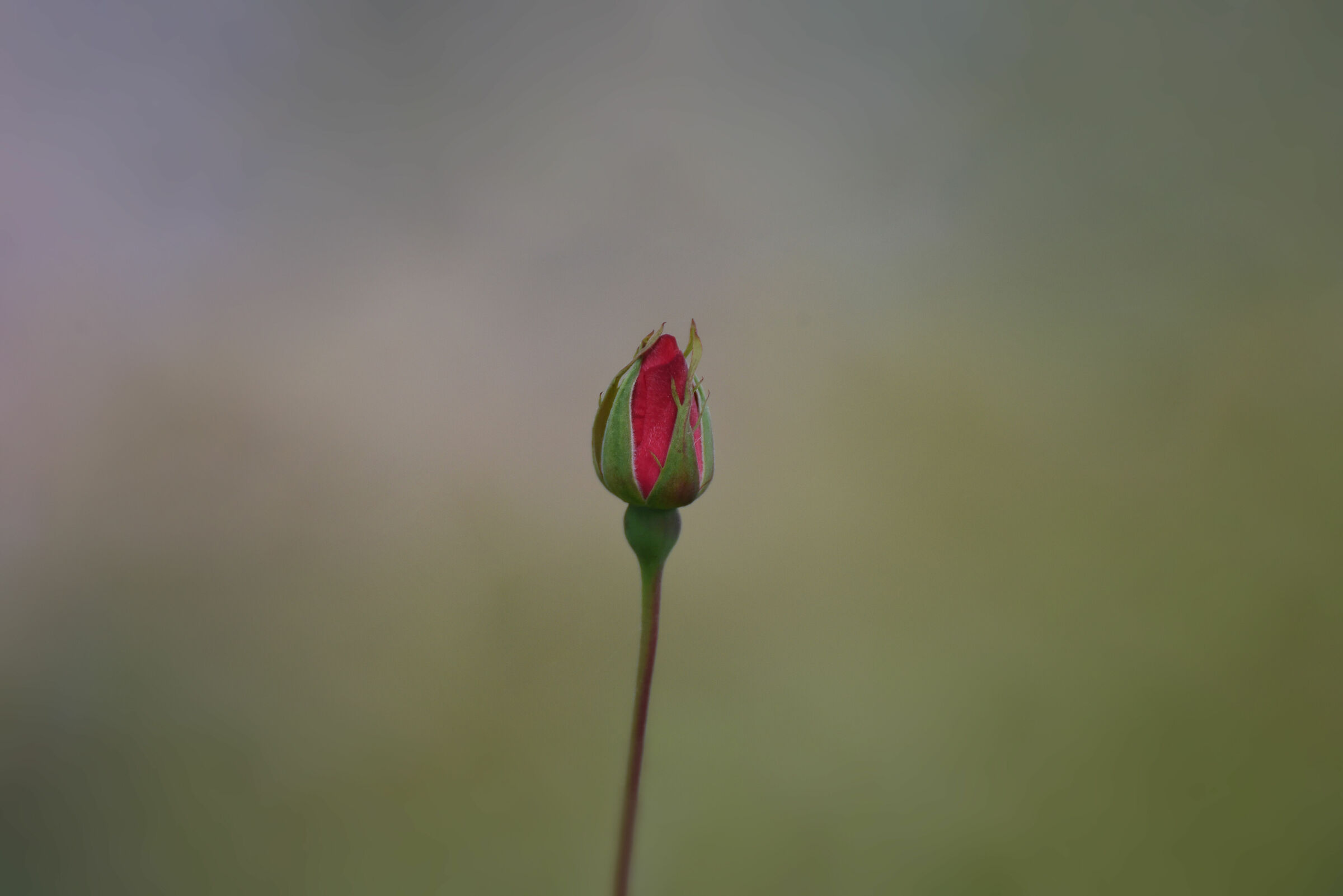 A Rose for Gaia
