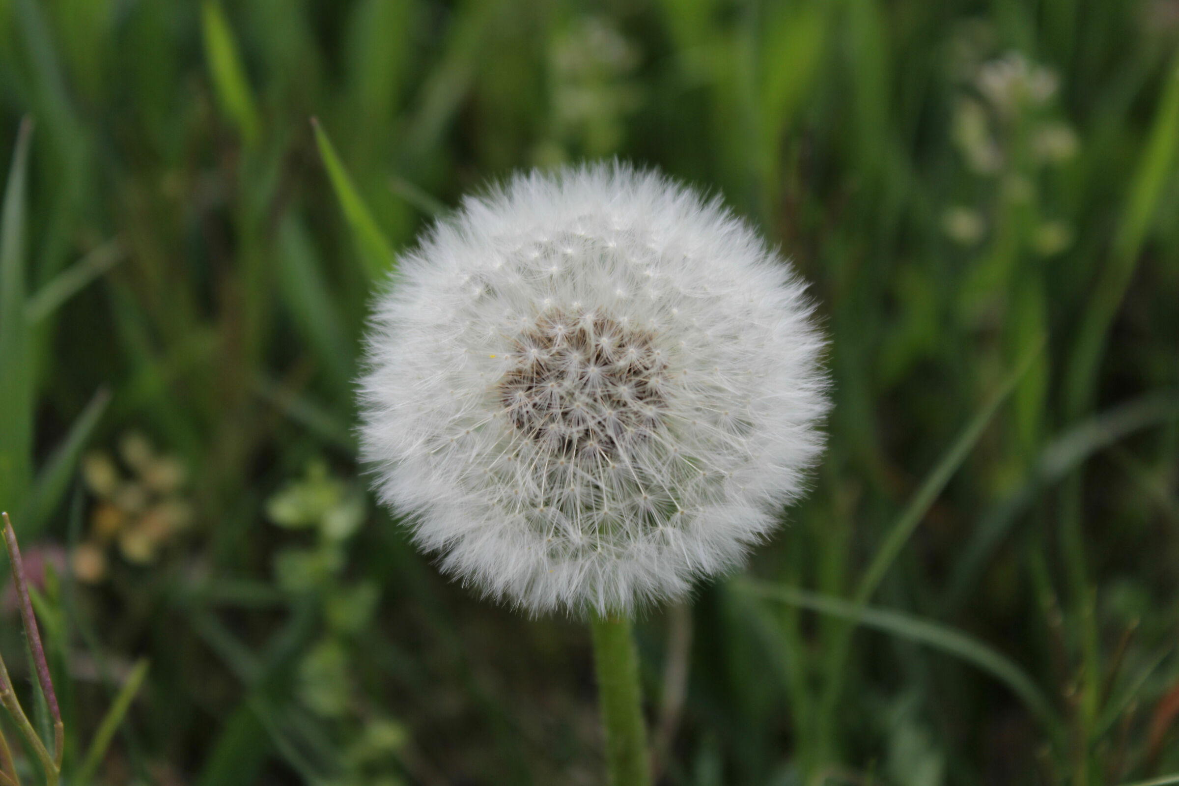 Taraxacum officinale
