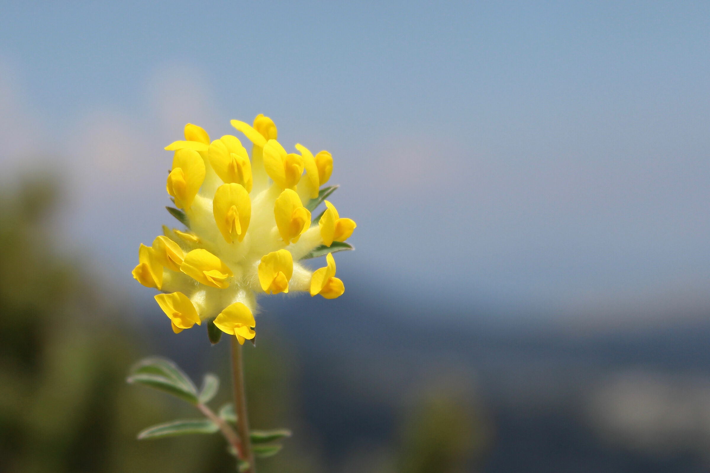 Anthyllis vulneraria