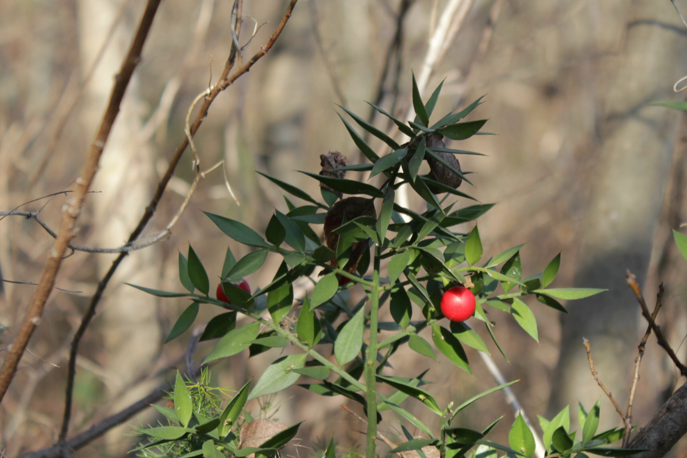 Ruscus aculeatus