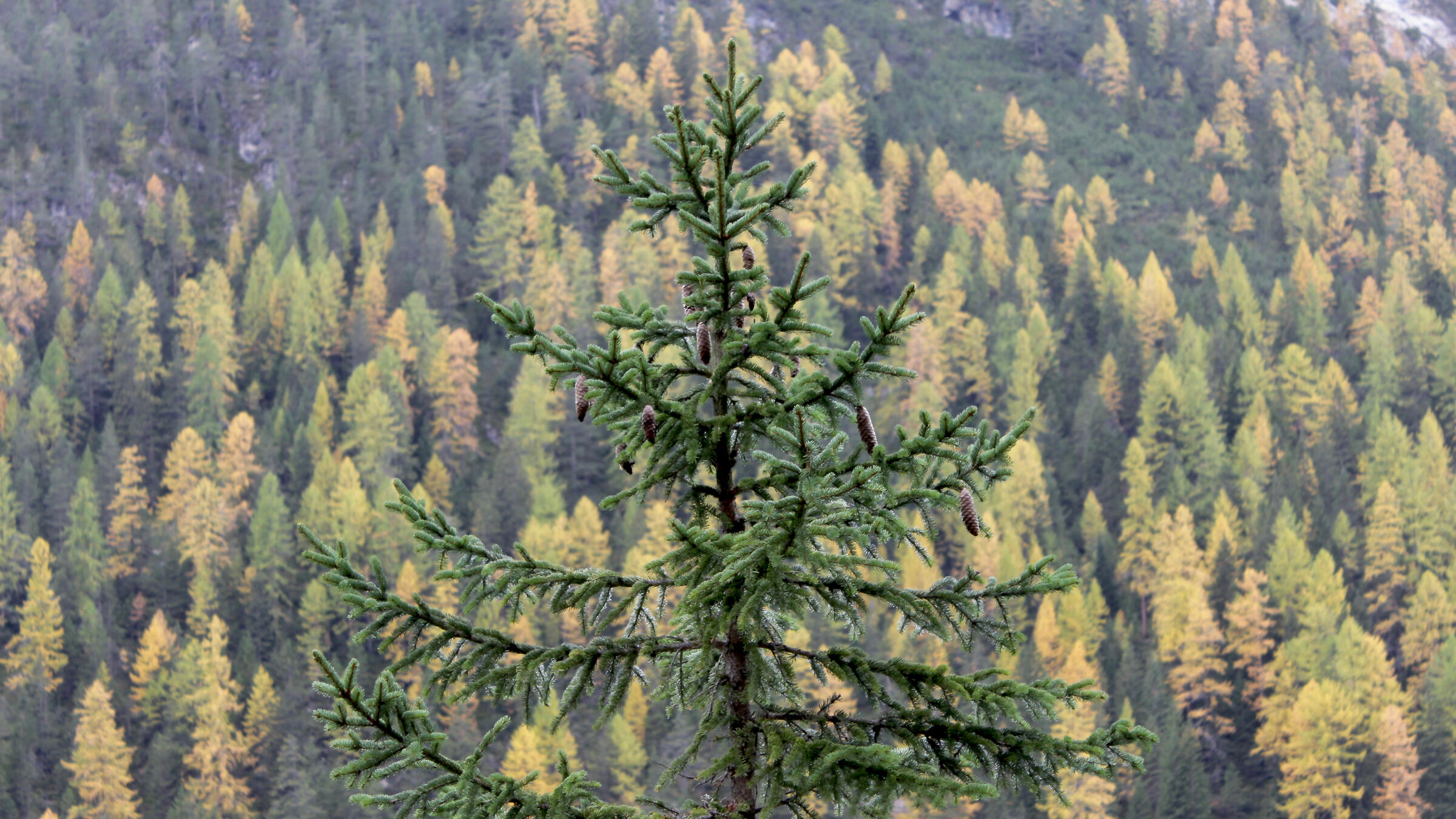 Picea abies
