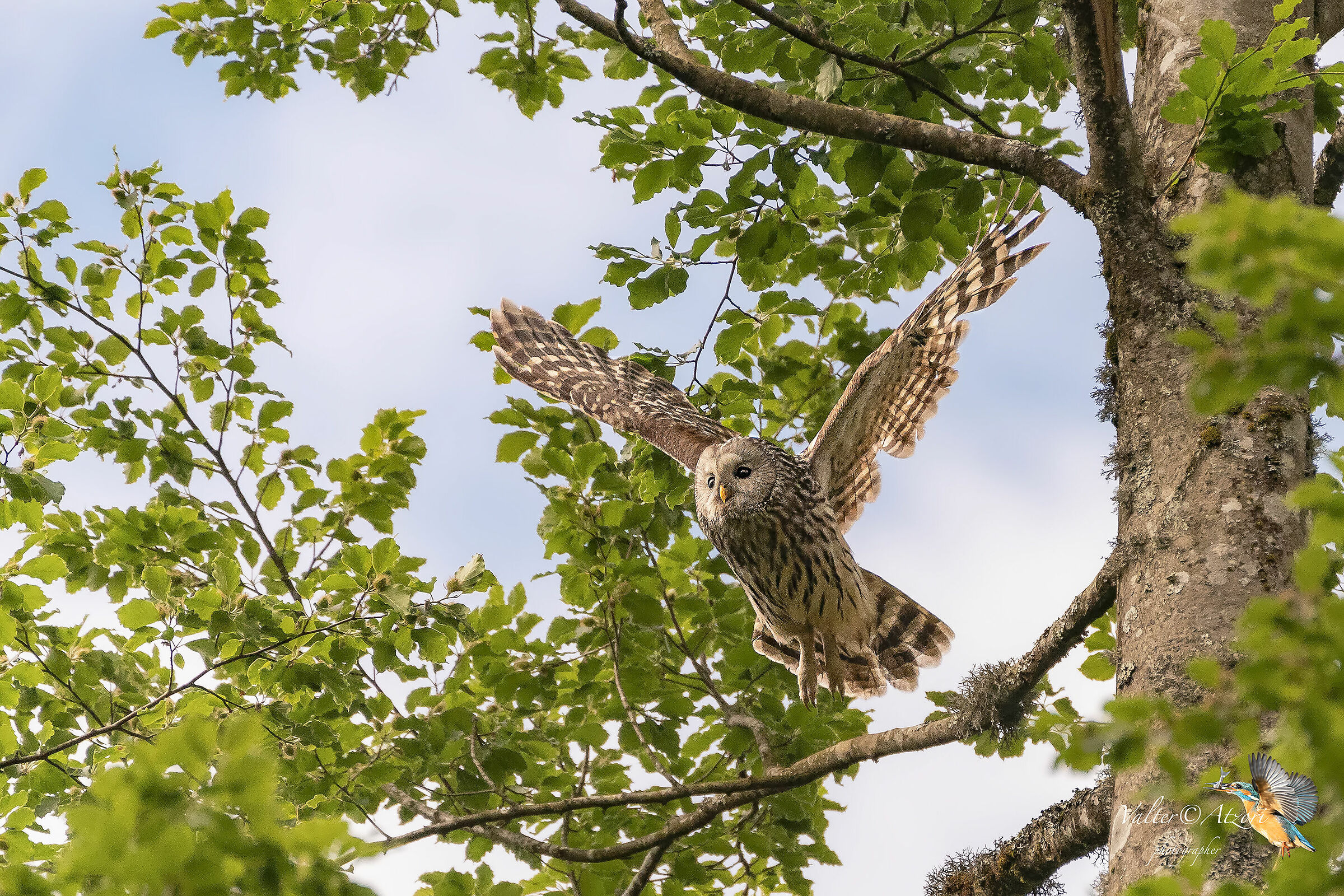 il volo dell'allocco