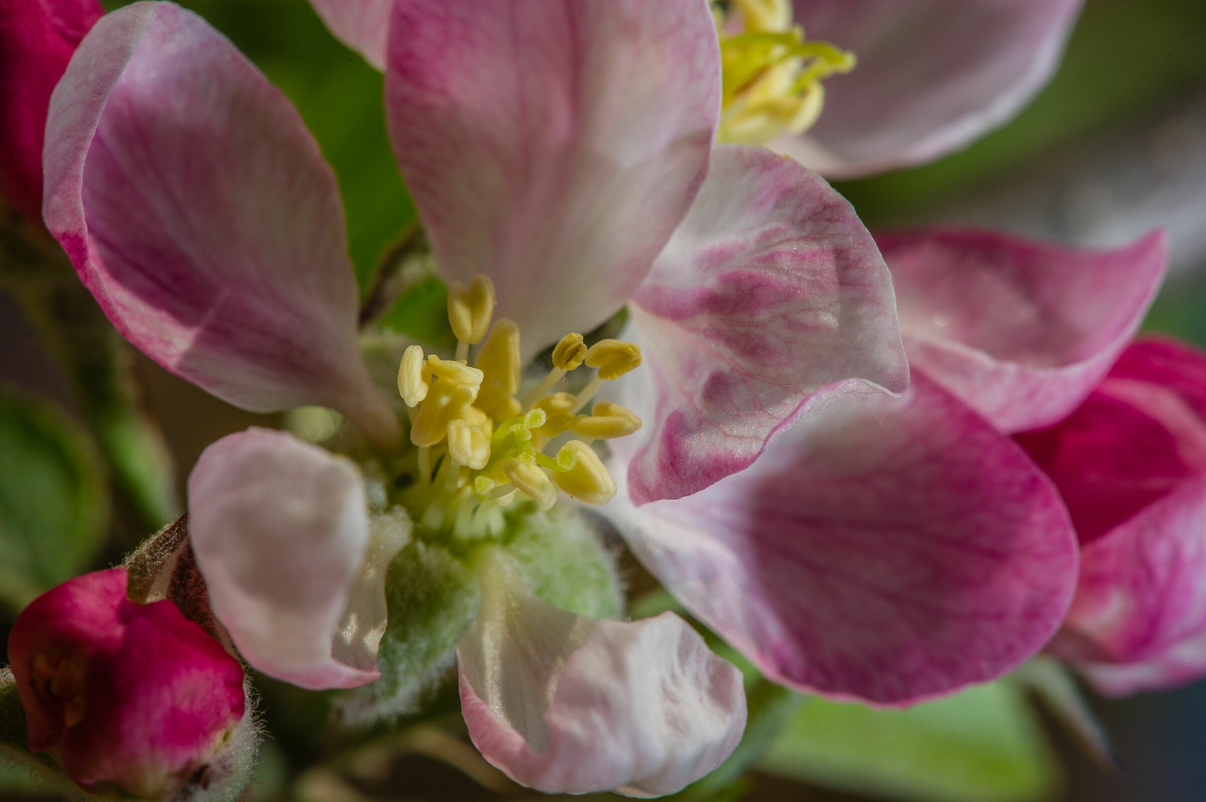 ...melo in fiore