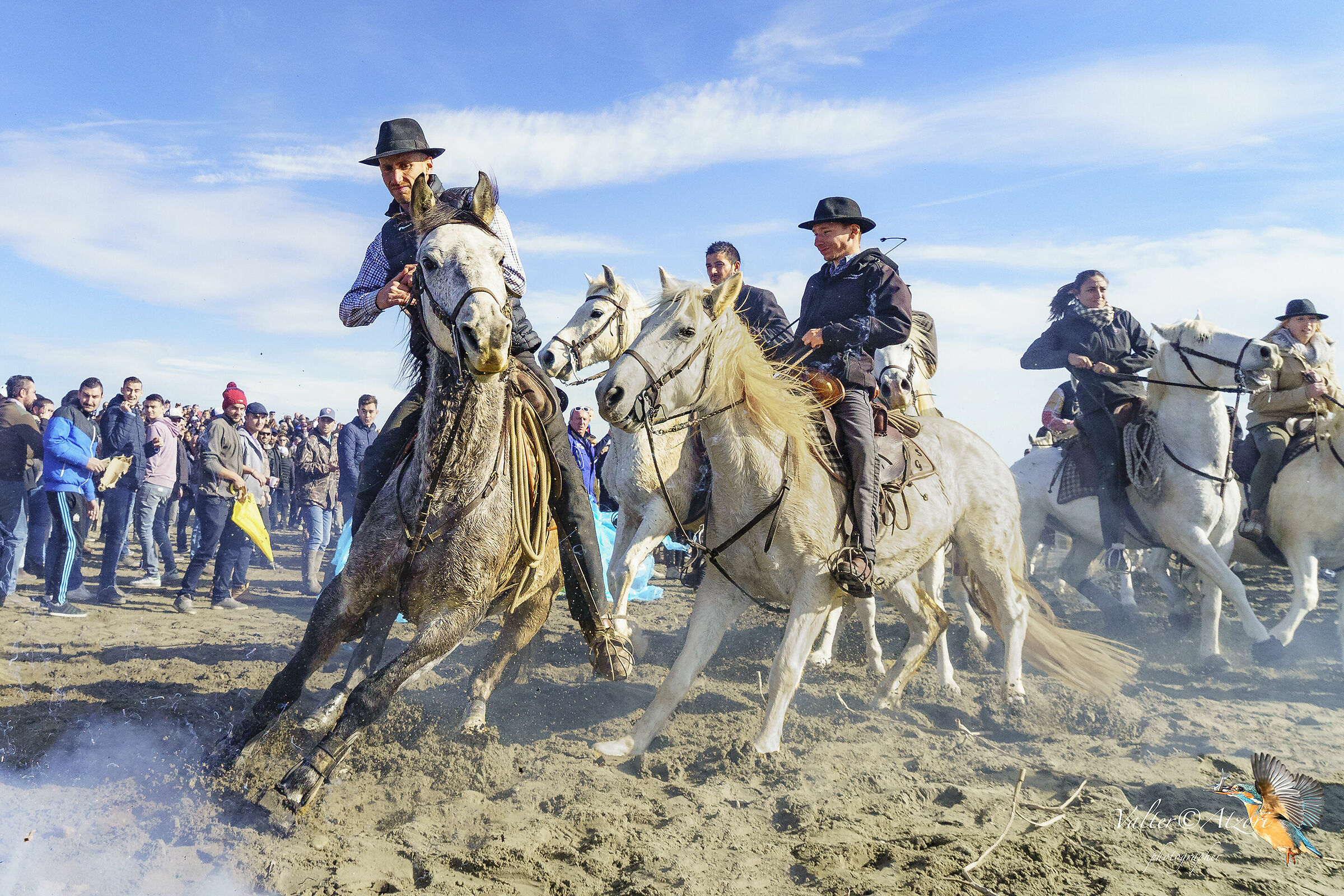 Abrivado in Camargue