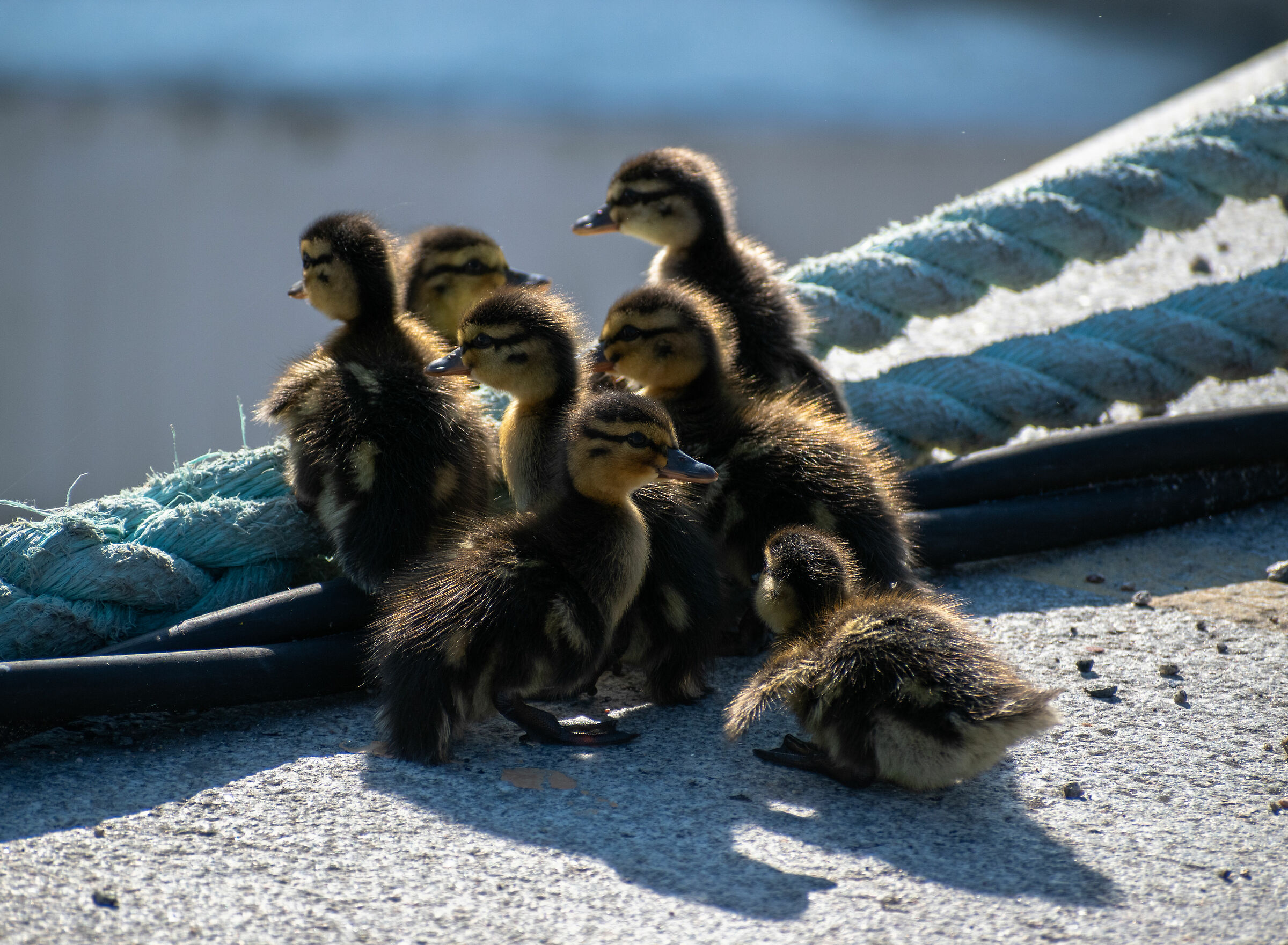 Ducklings