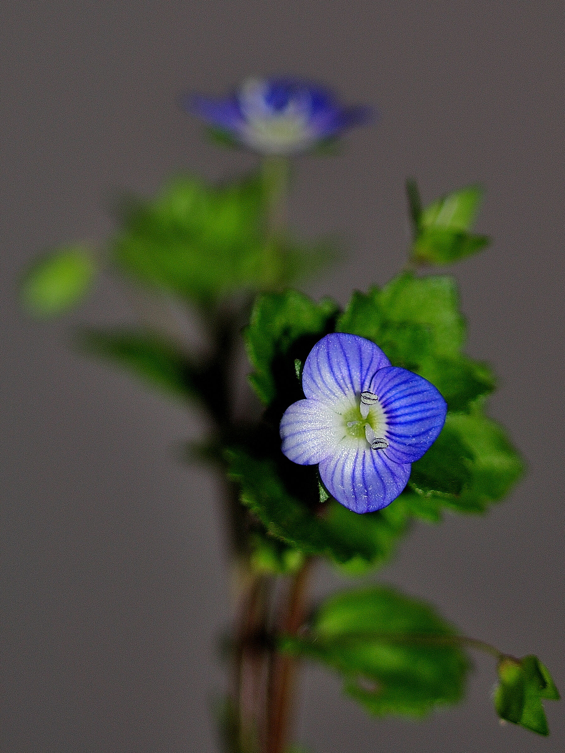blue flower