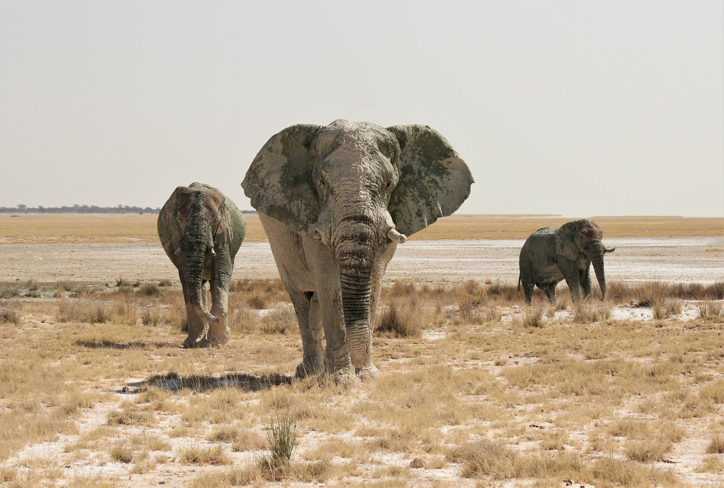 The Sovereigns of the Pan