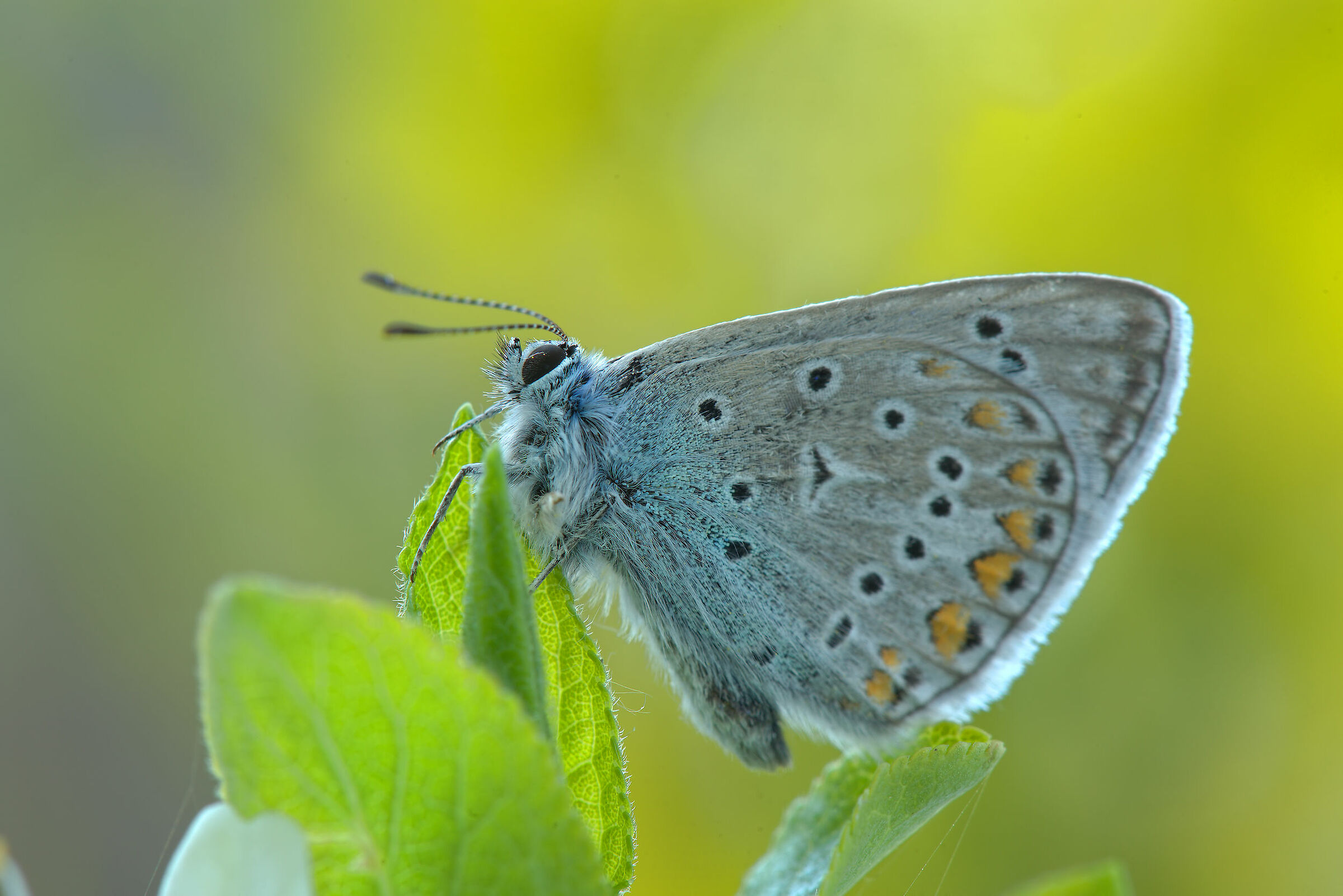 Polyommatus icarus
