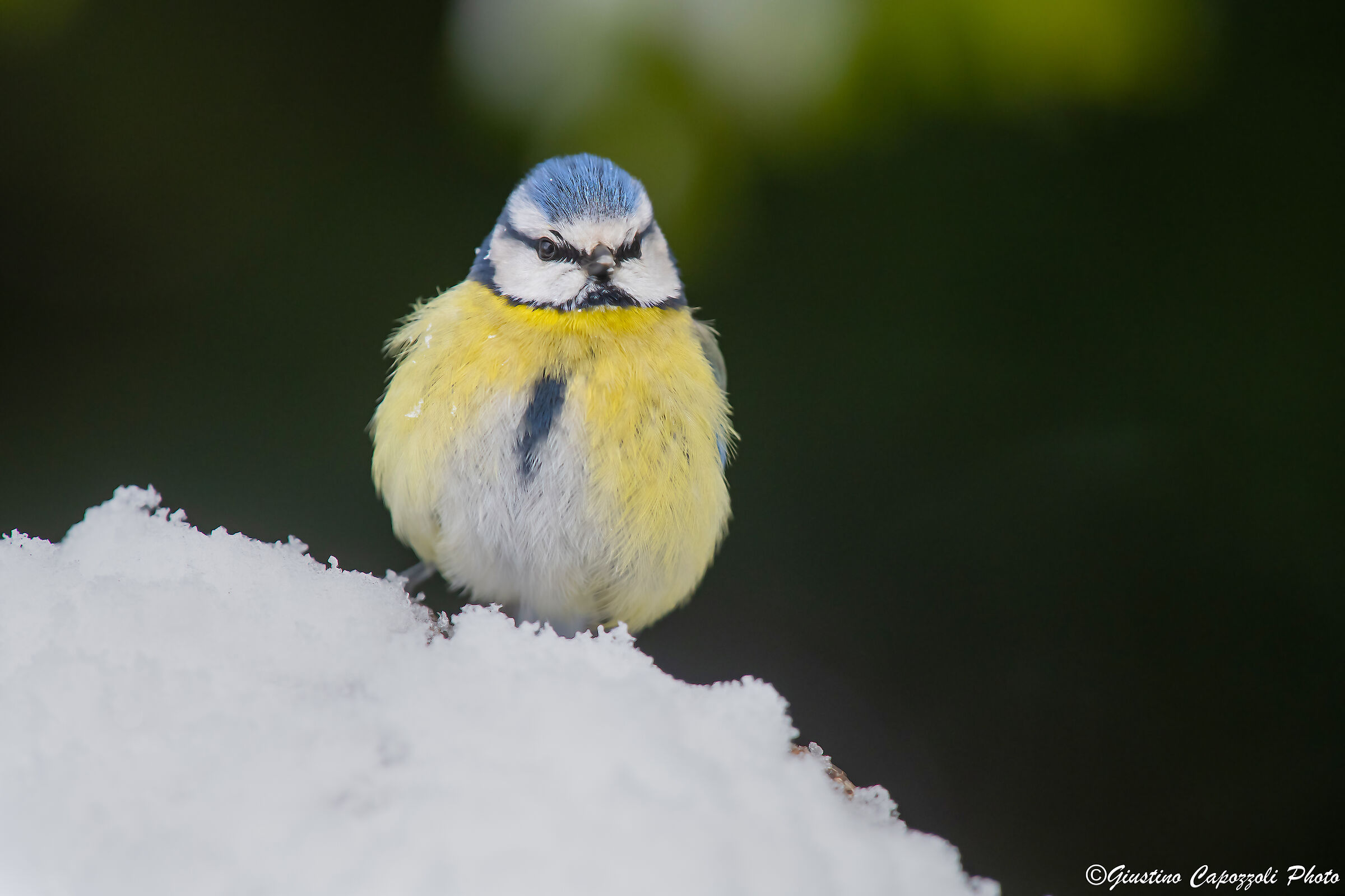 Photos from home the and snow