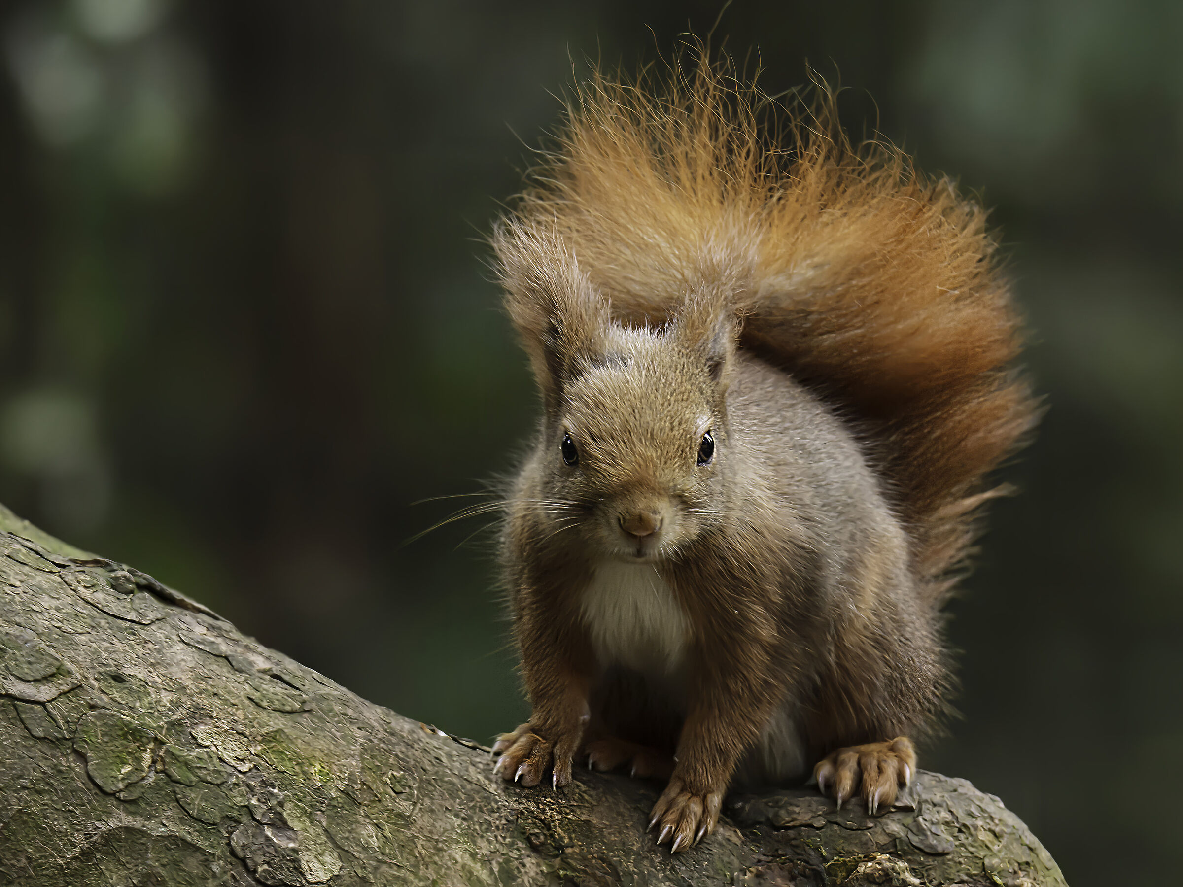 Cucciolo Scoiattolo Rosso