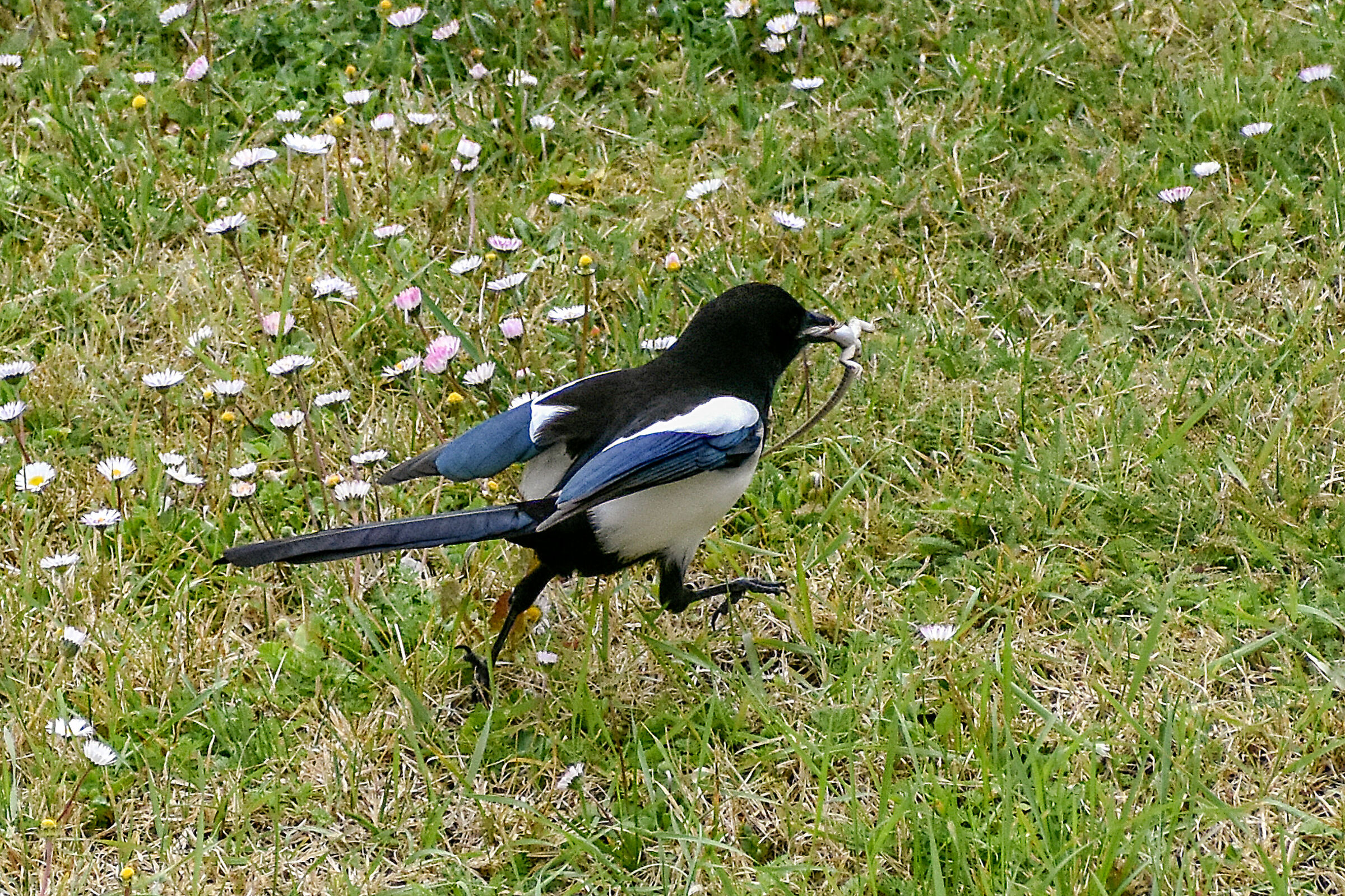 Gazza (Pica Pica) with lizard