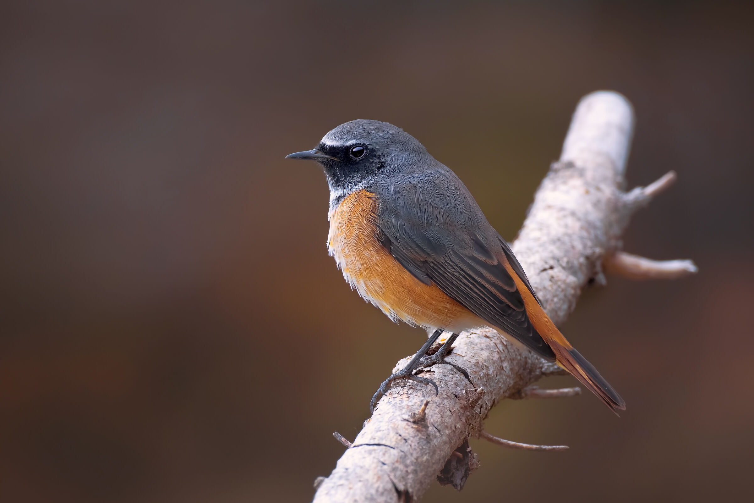 Codirosso - Autunno 2019