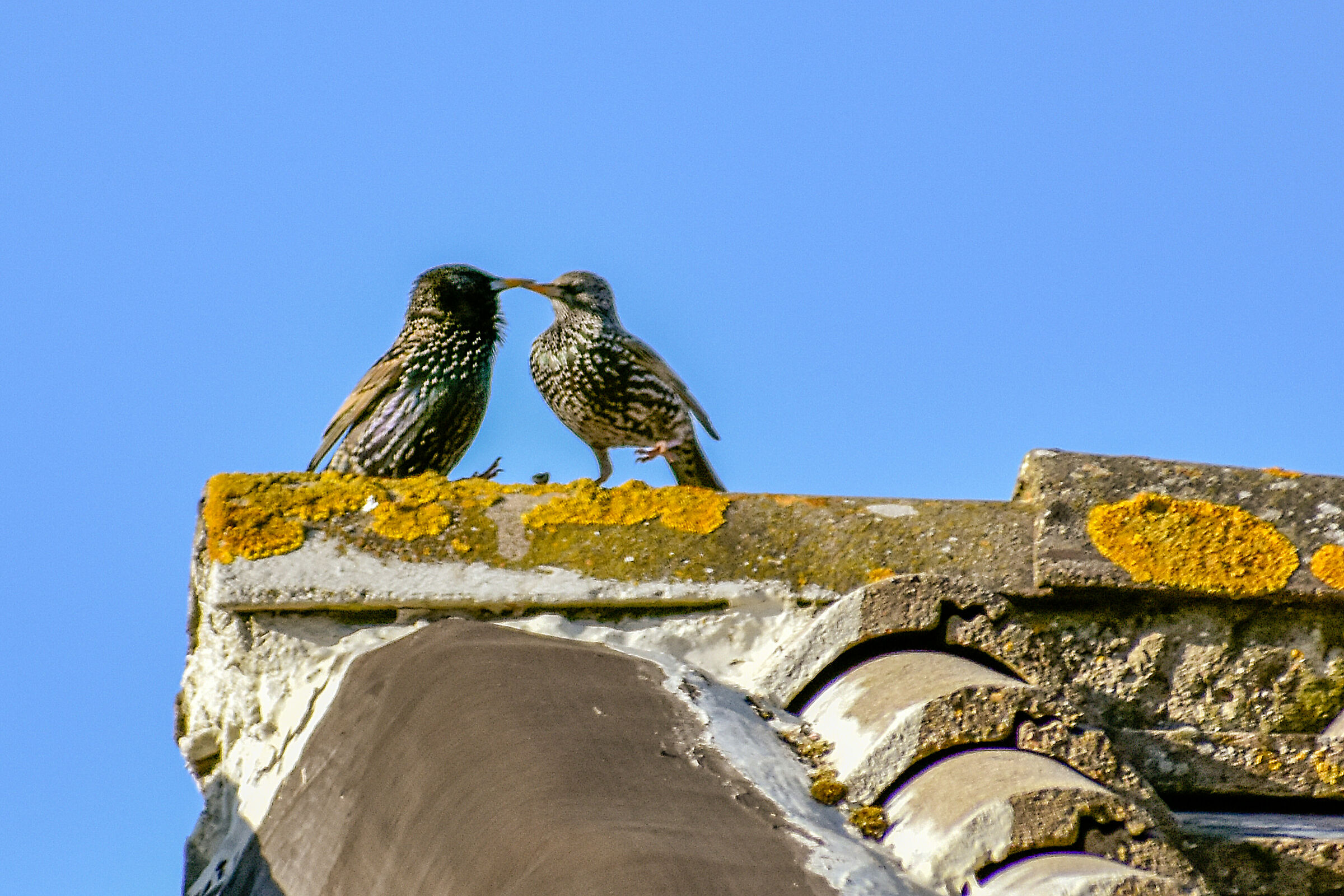 Roof reversals (Sturnus vulgaris)