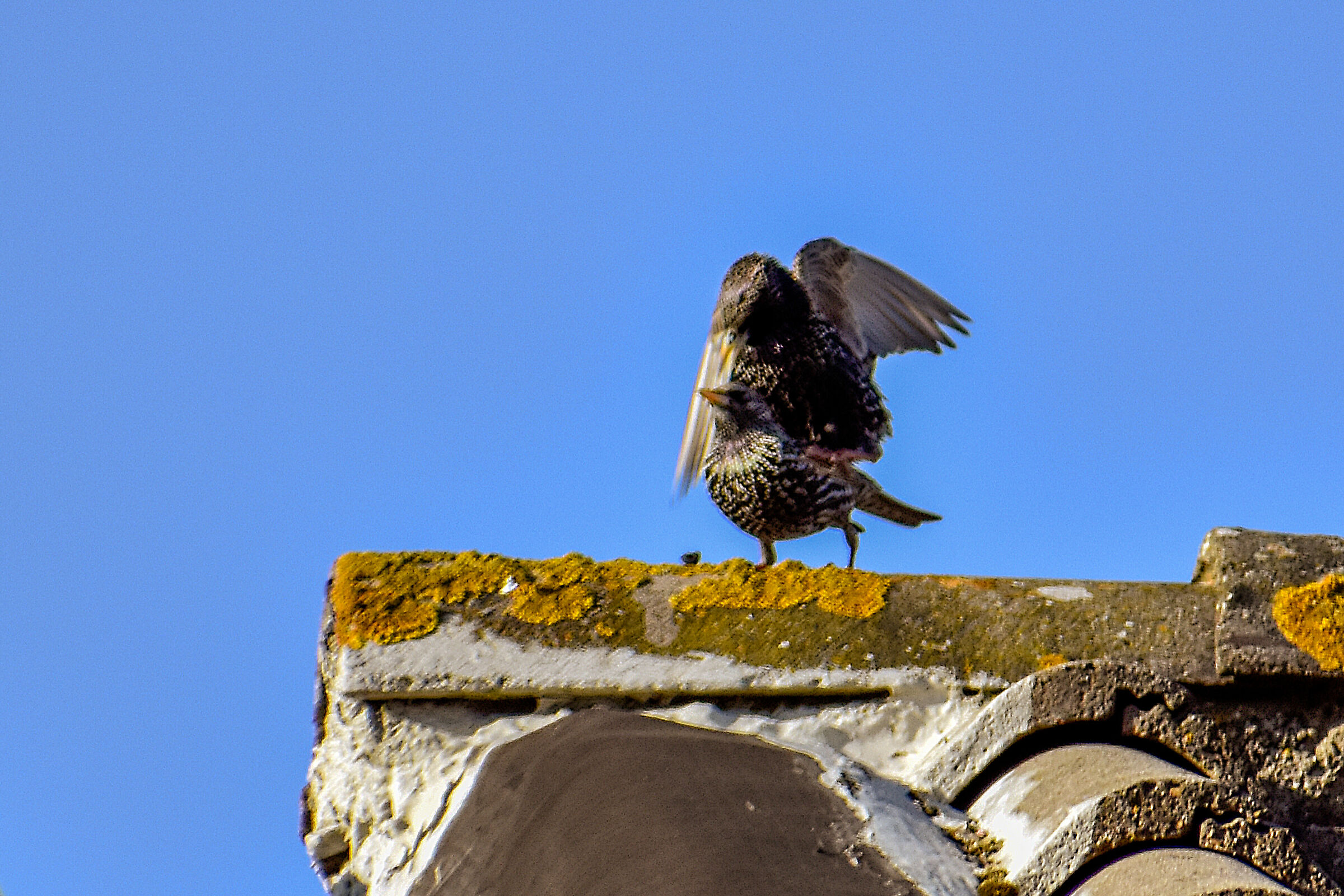 Mating reversals (Sturnus vulgaris)