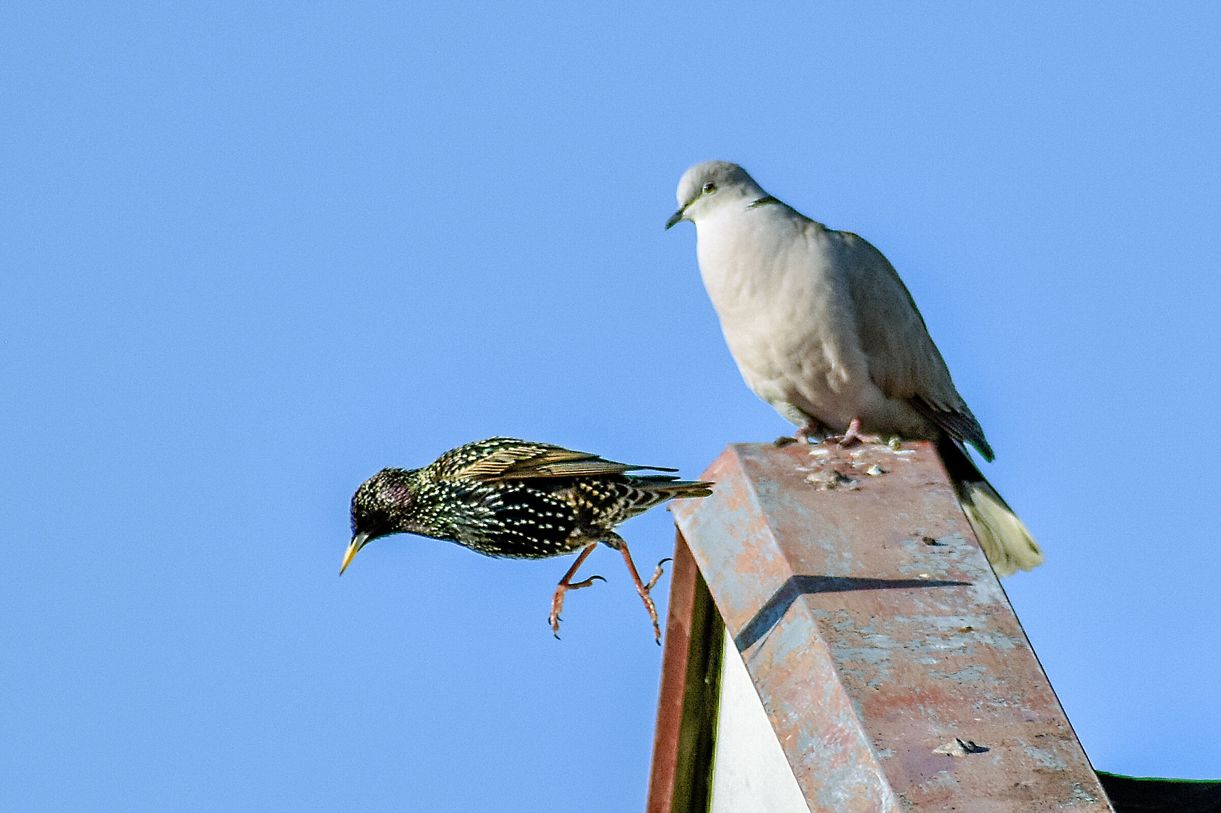 Eastern reversing and dove (Streptopelia decaocto)