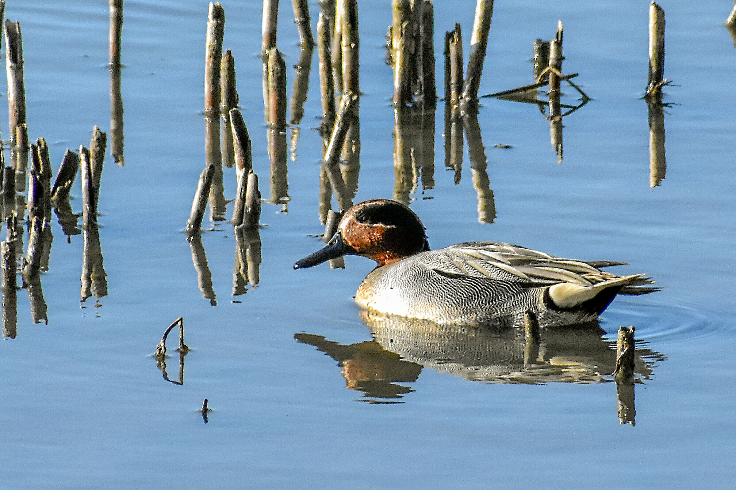 Alzavola (Anas Crecca)