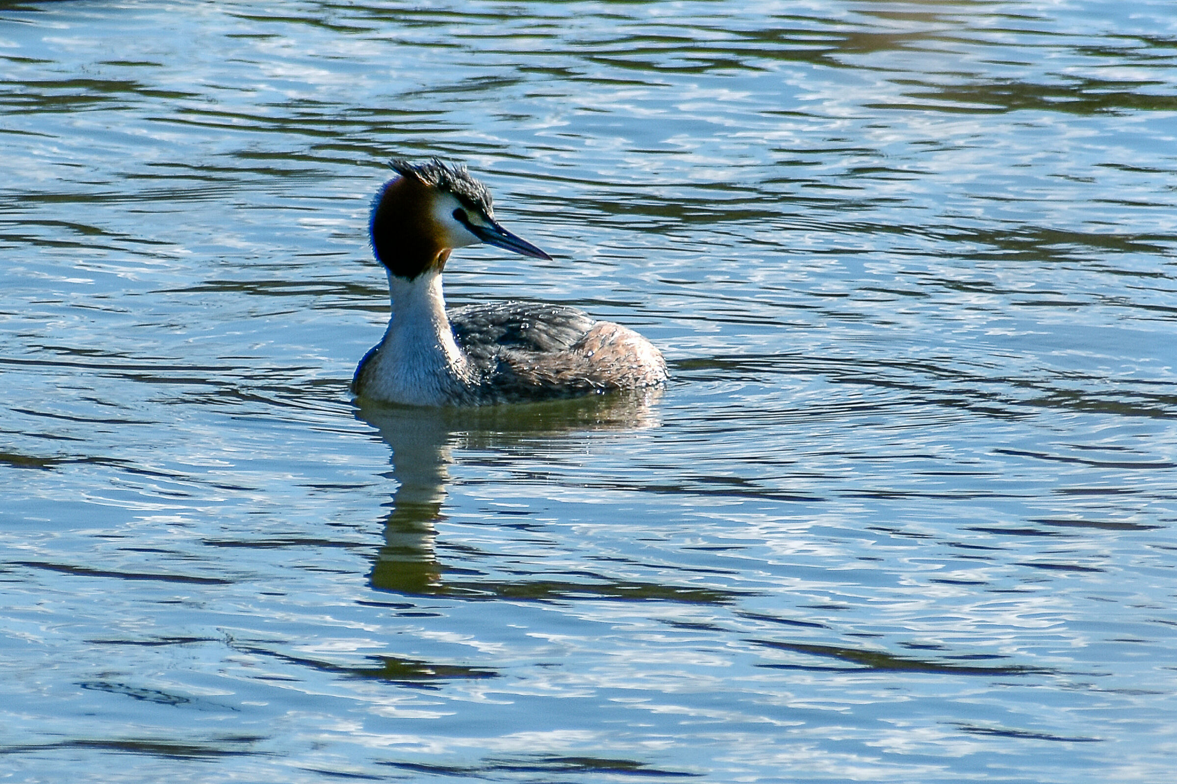 Greater Flaps (Podiceps cristatus)