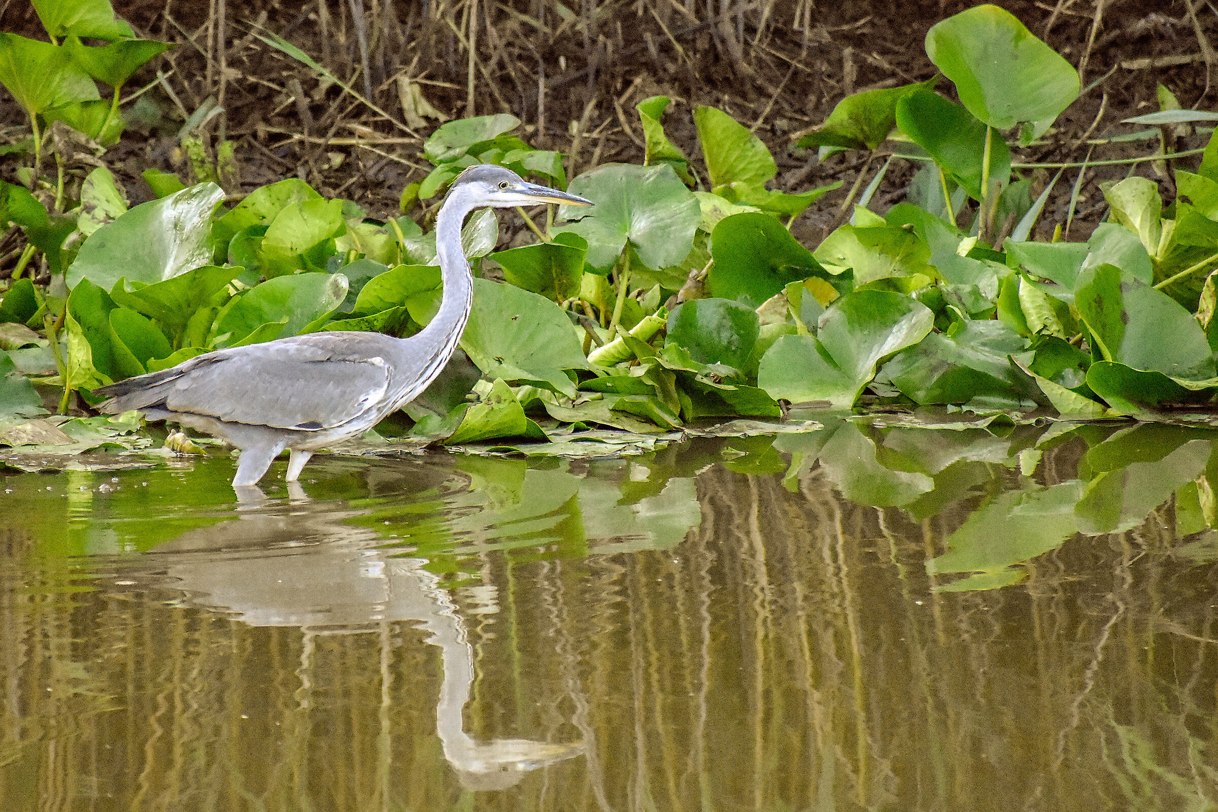 ash heron (Ardea cinerea)