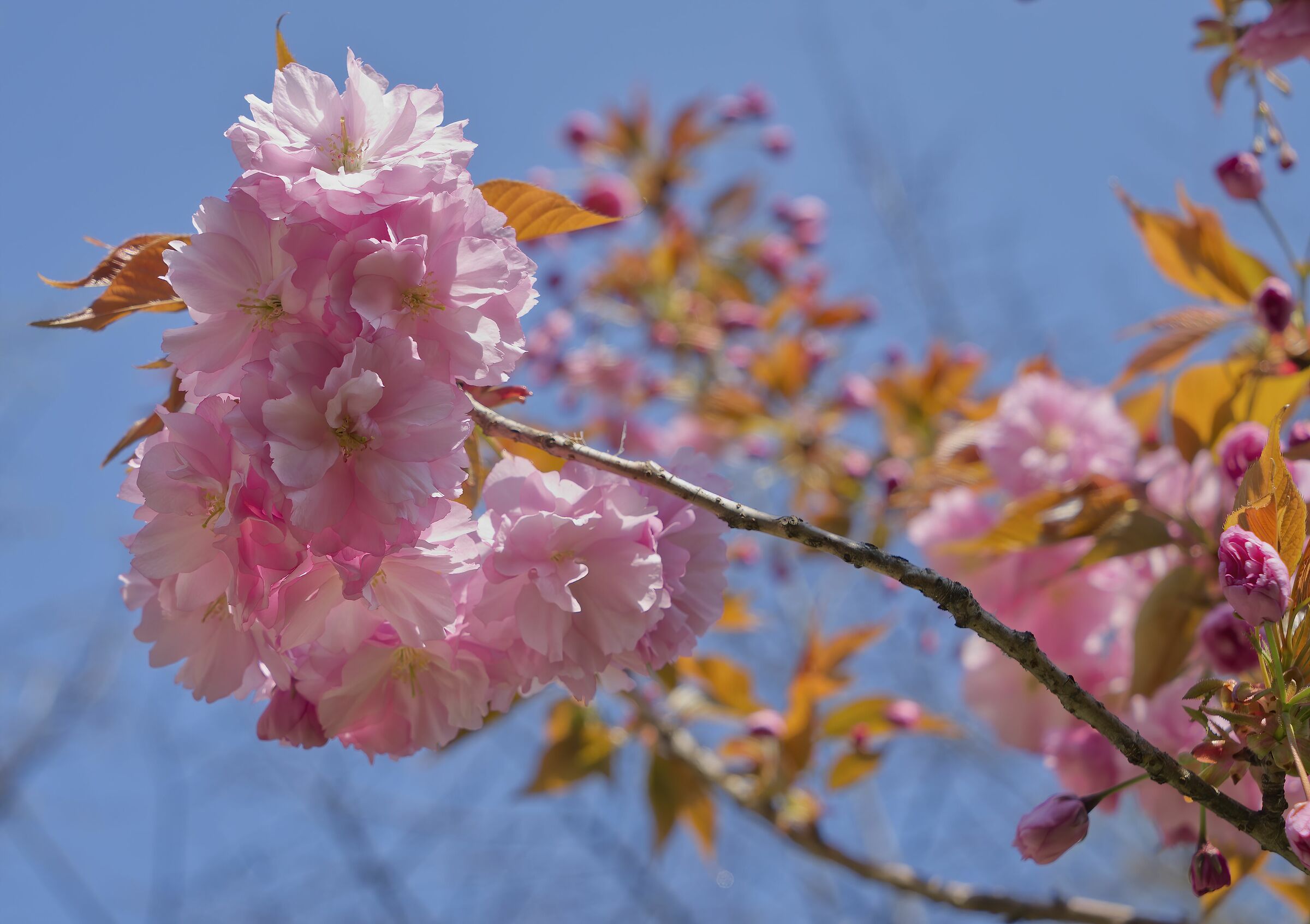 Malgrado tutto e' primavera