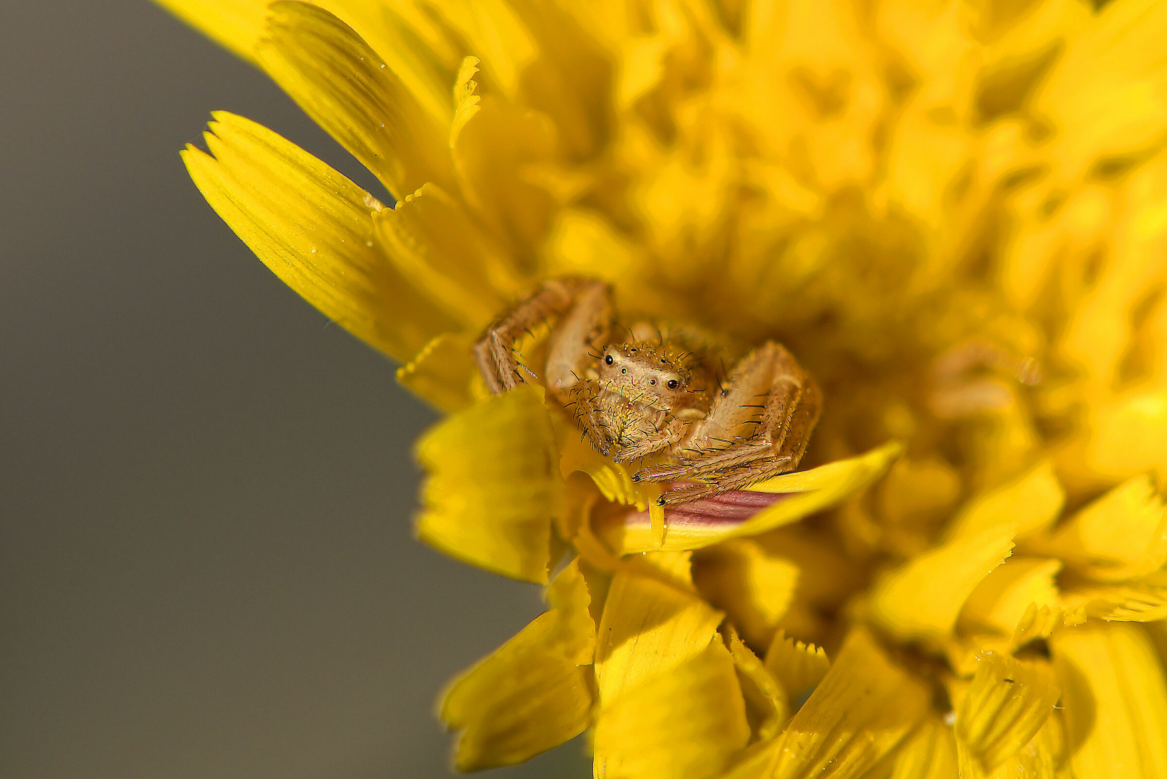 Thomisidae, New
