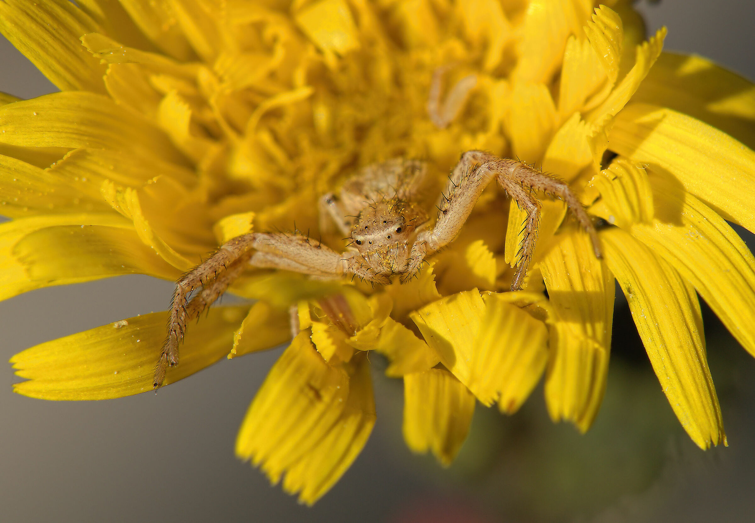 Thomisidae, New