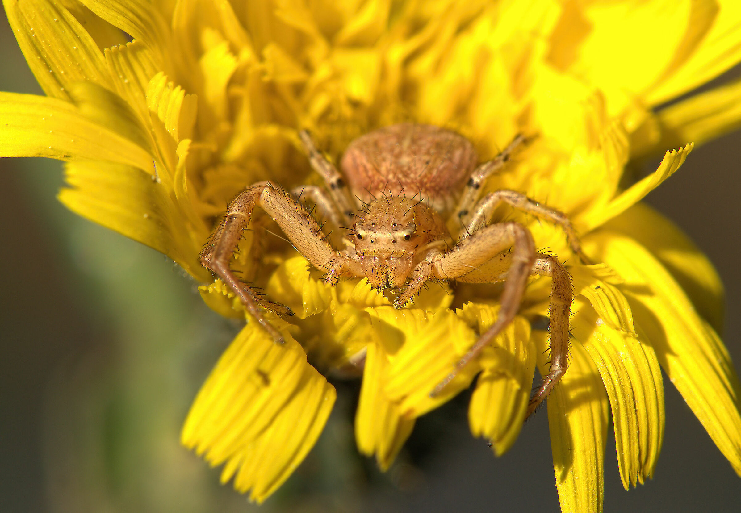 Thomisidae, New