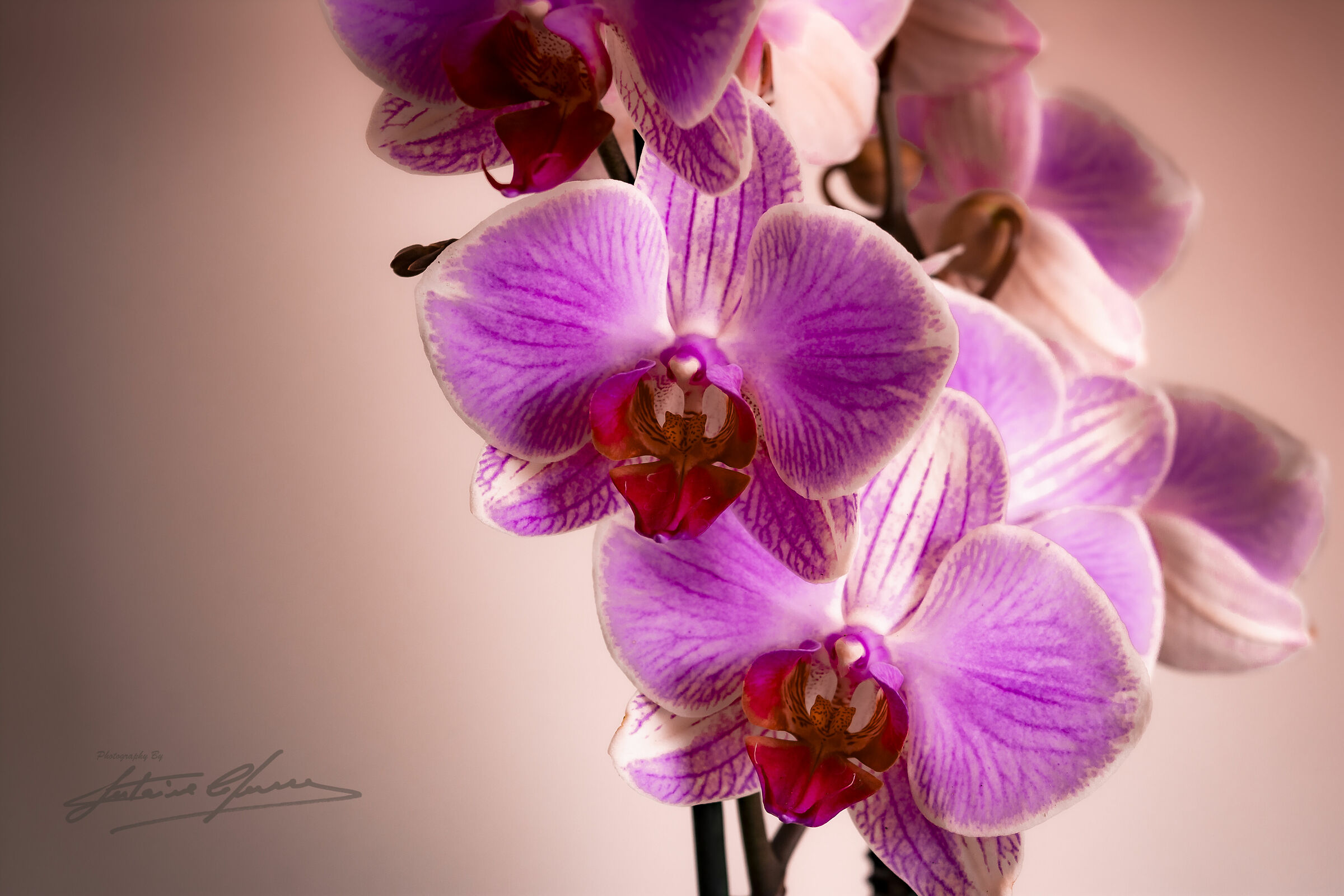 Orchid