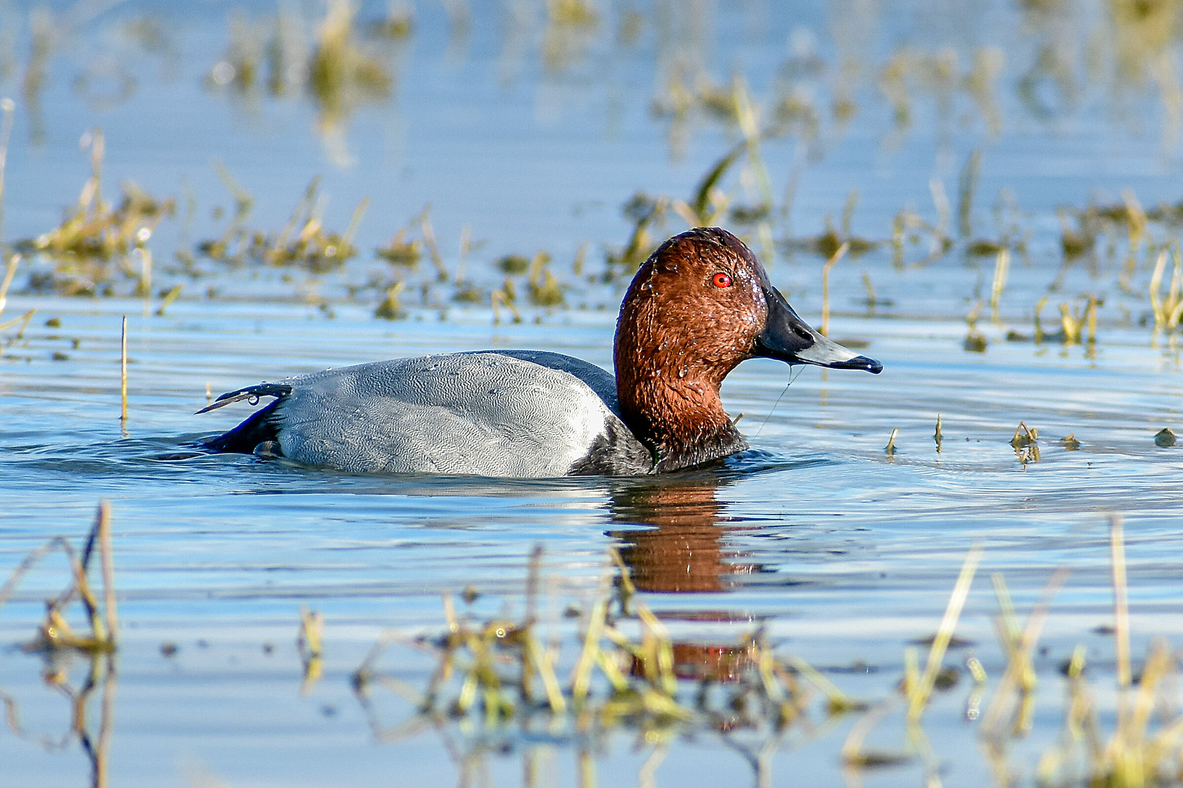 moriglione (Aythya feina)