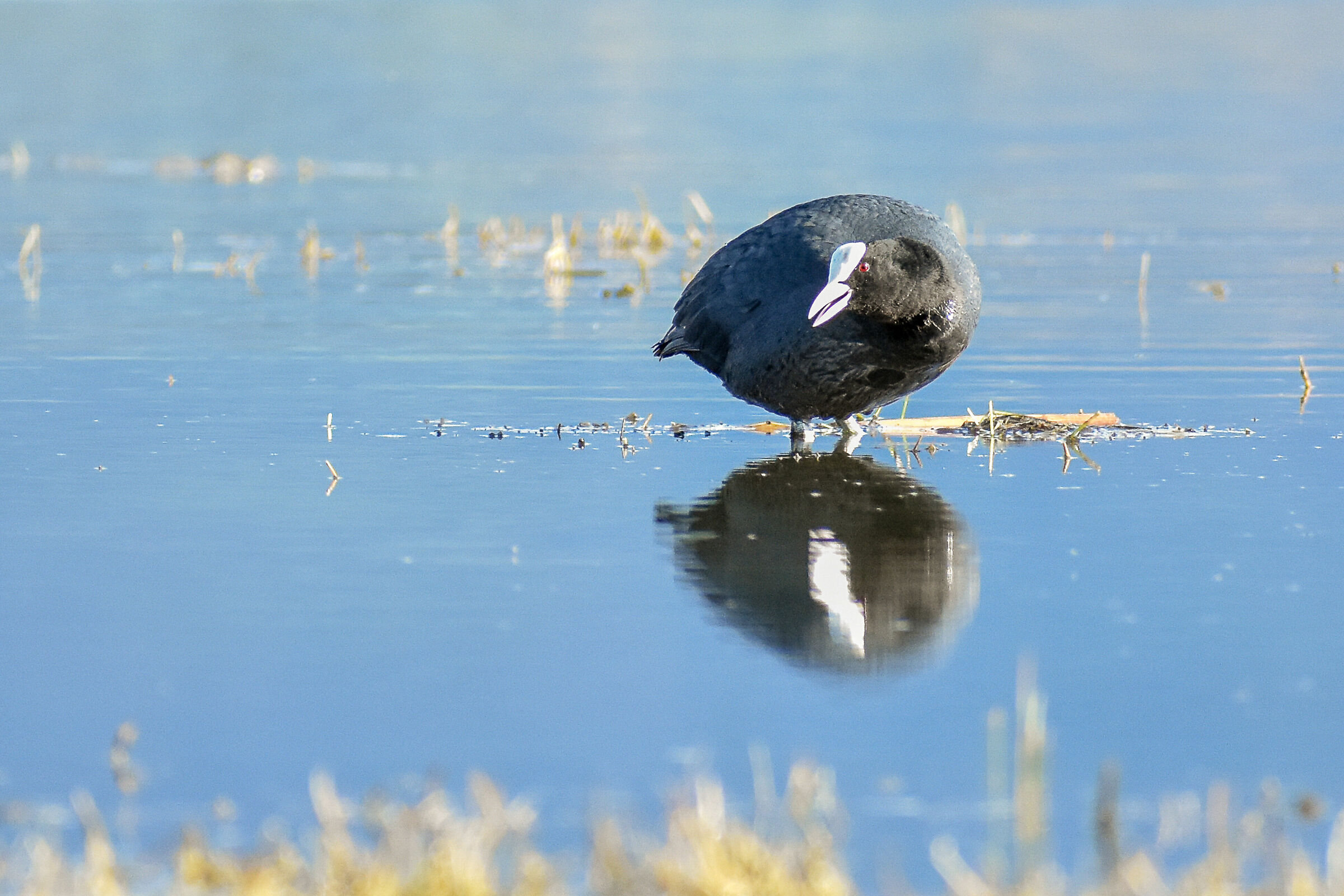 Folaga (Fulica atra)
