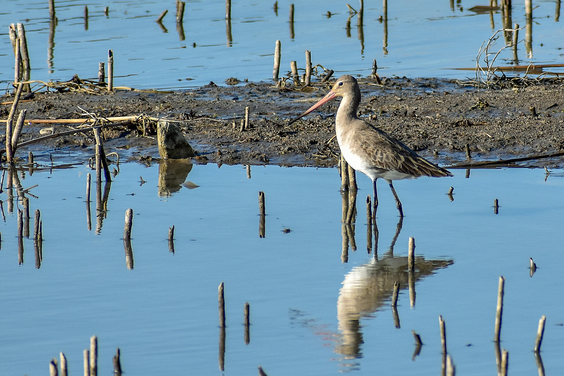 Royal Pittima (Limosa limosa)
