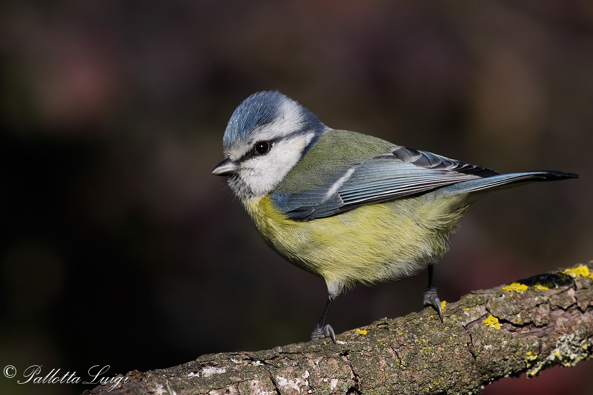 Blue Tit (Patus caeruleus)