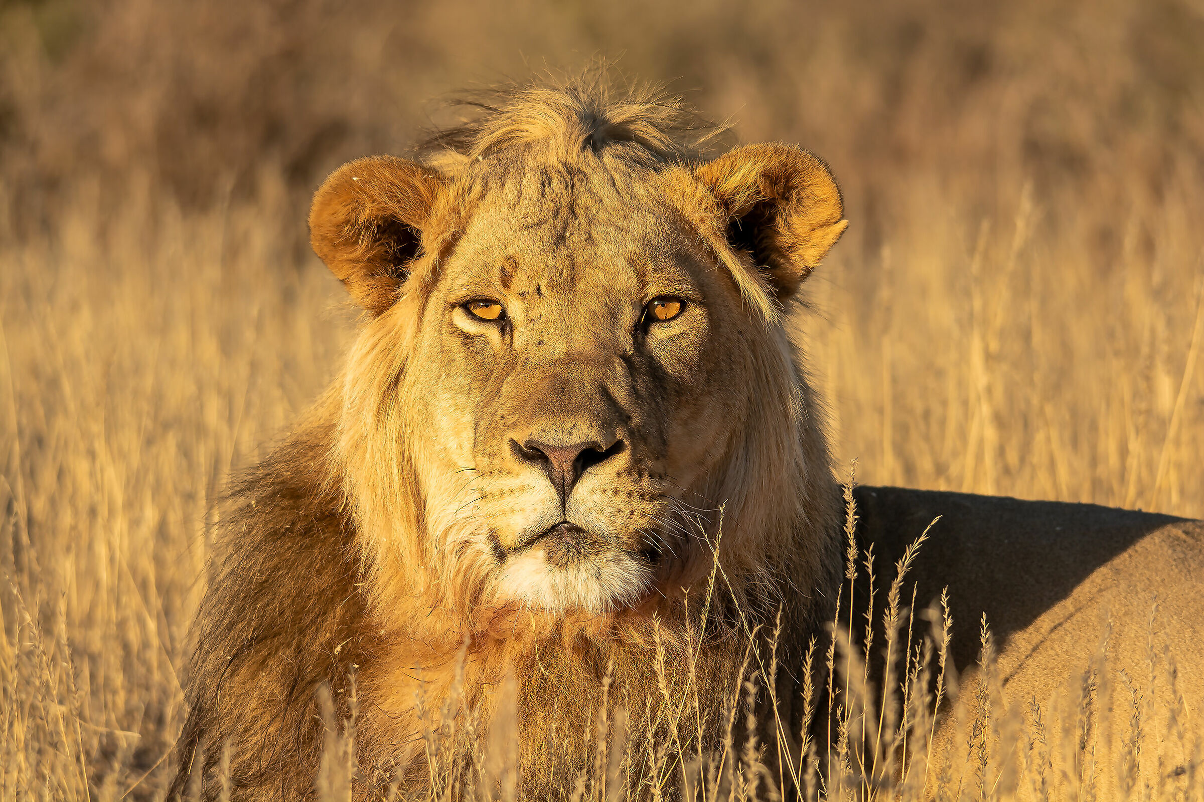 Lion