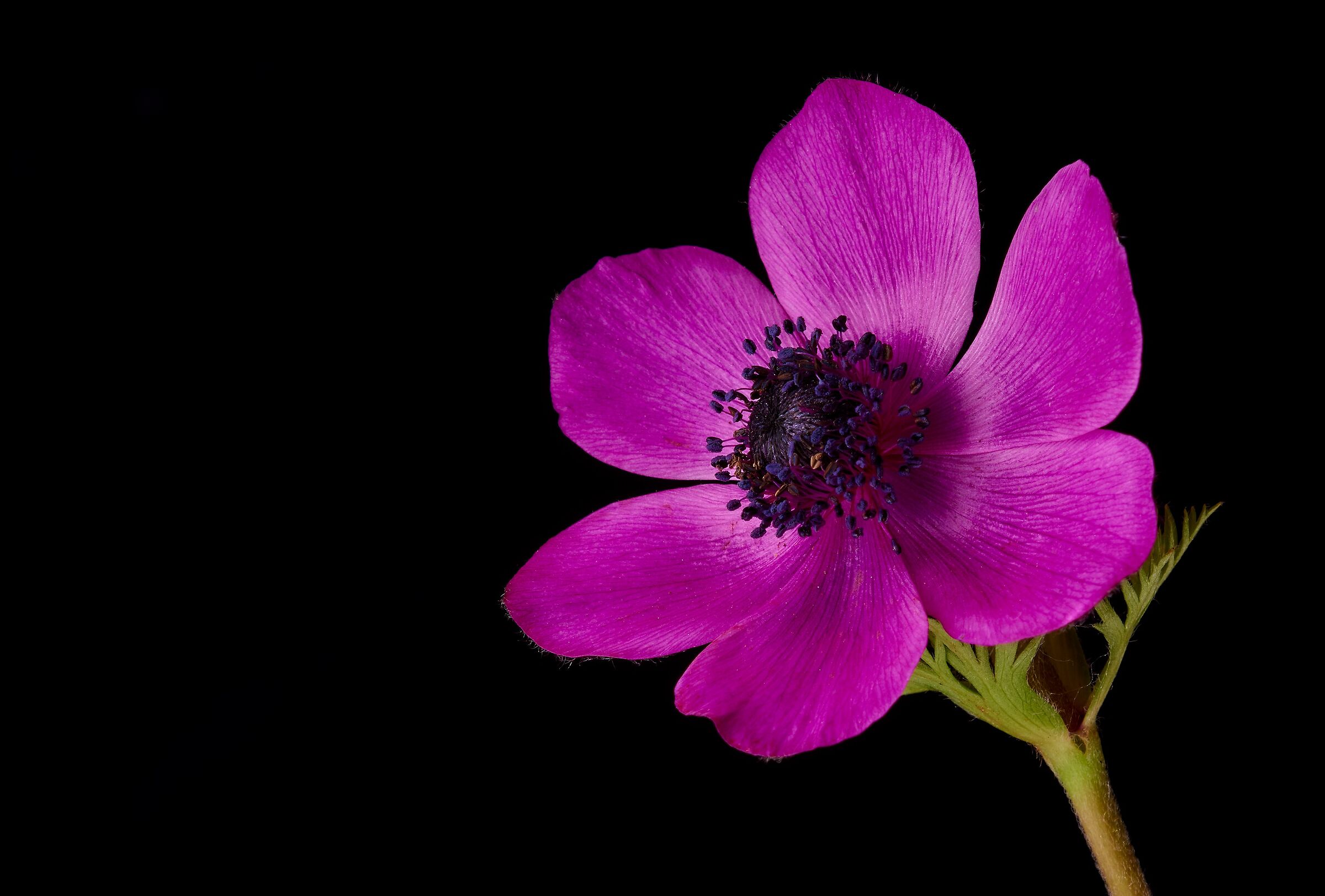 Anemone coronaria