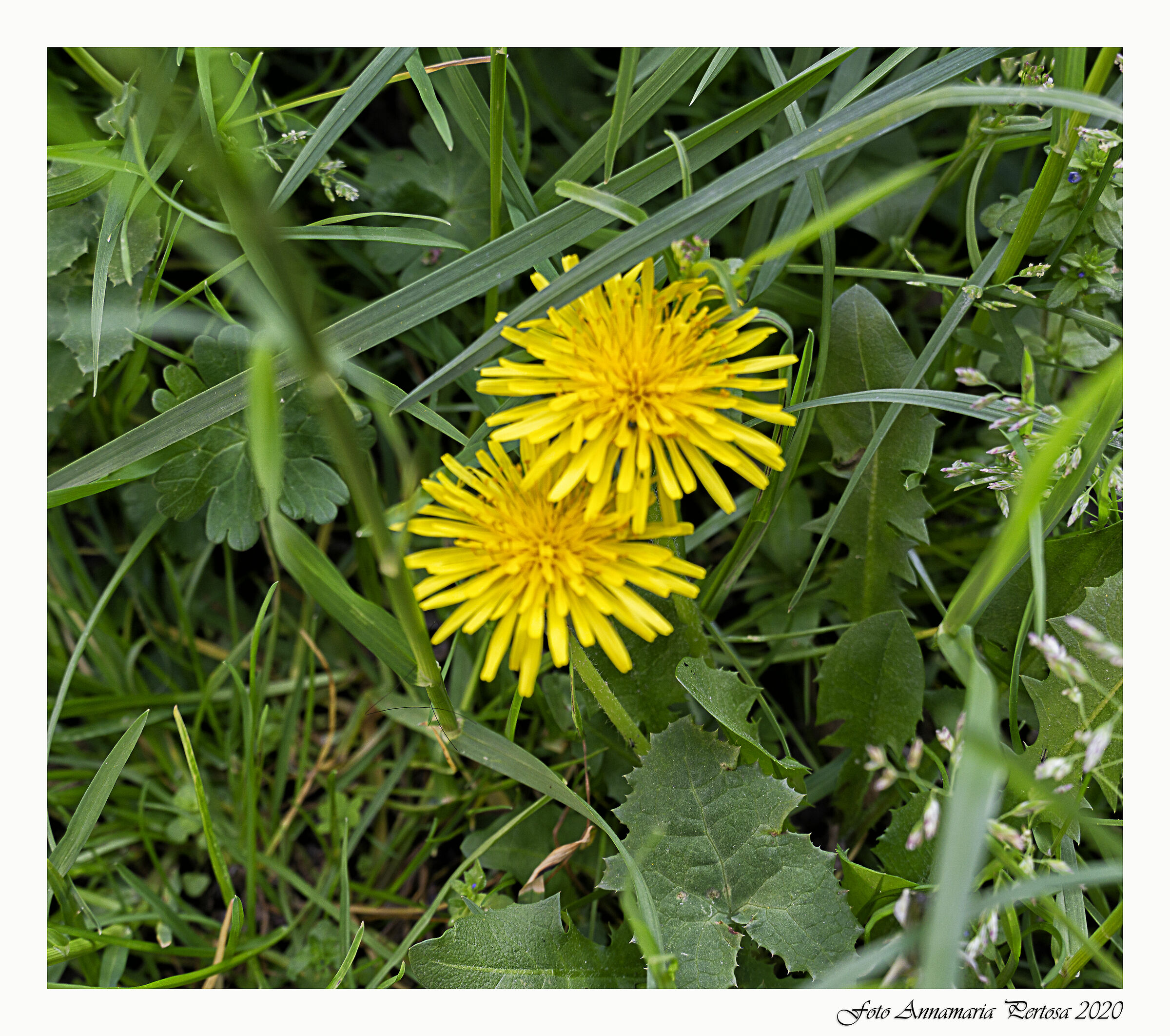 Un po' di verde speranza in giallo