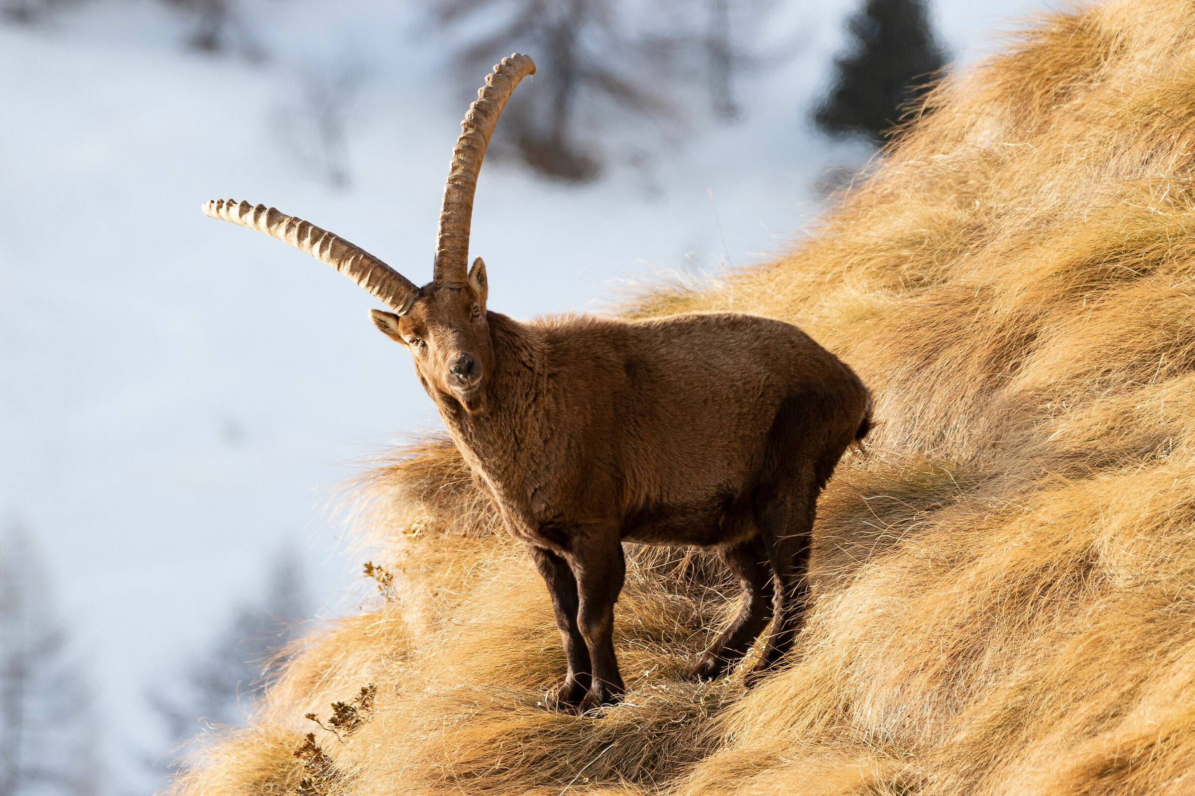 Ibex