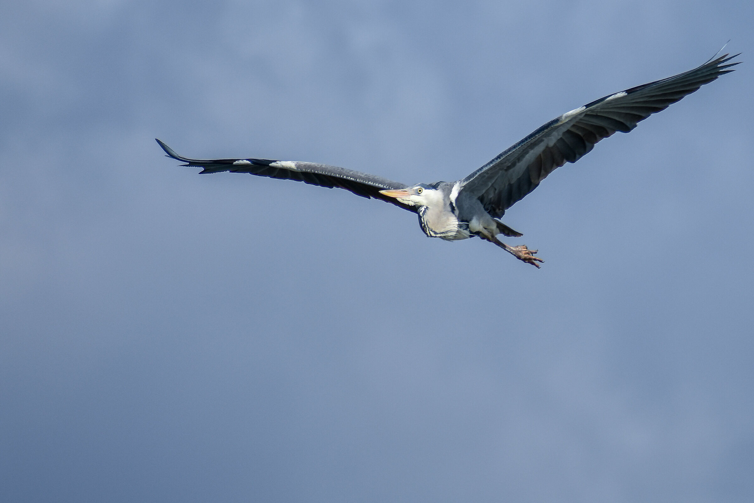 Airone cenerino (Ardea cinerea)