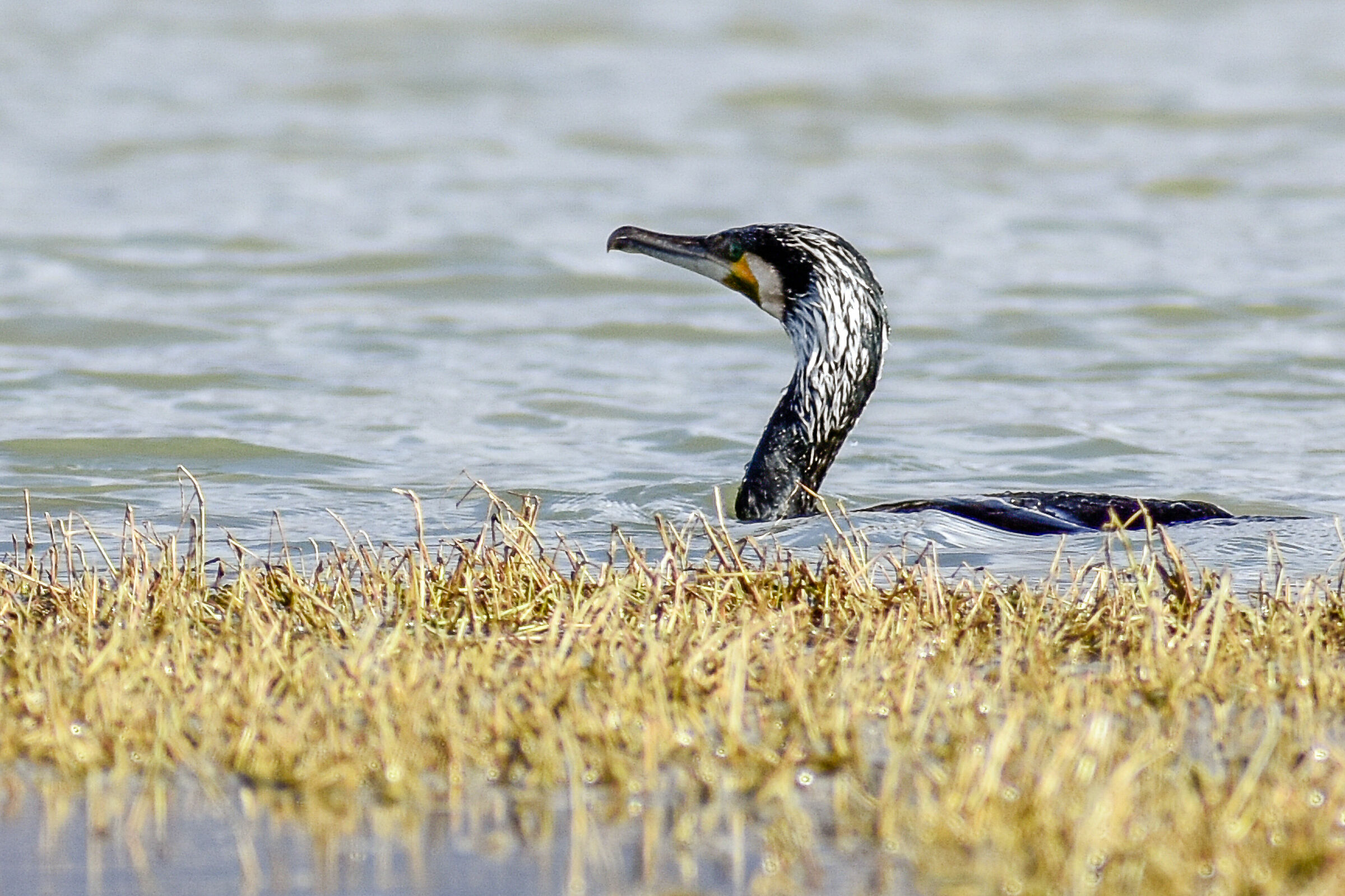Cormorant (Phalacrocorax carbo)