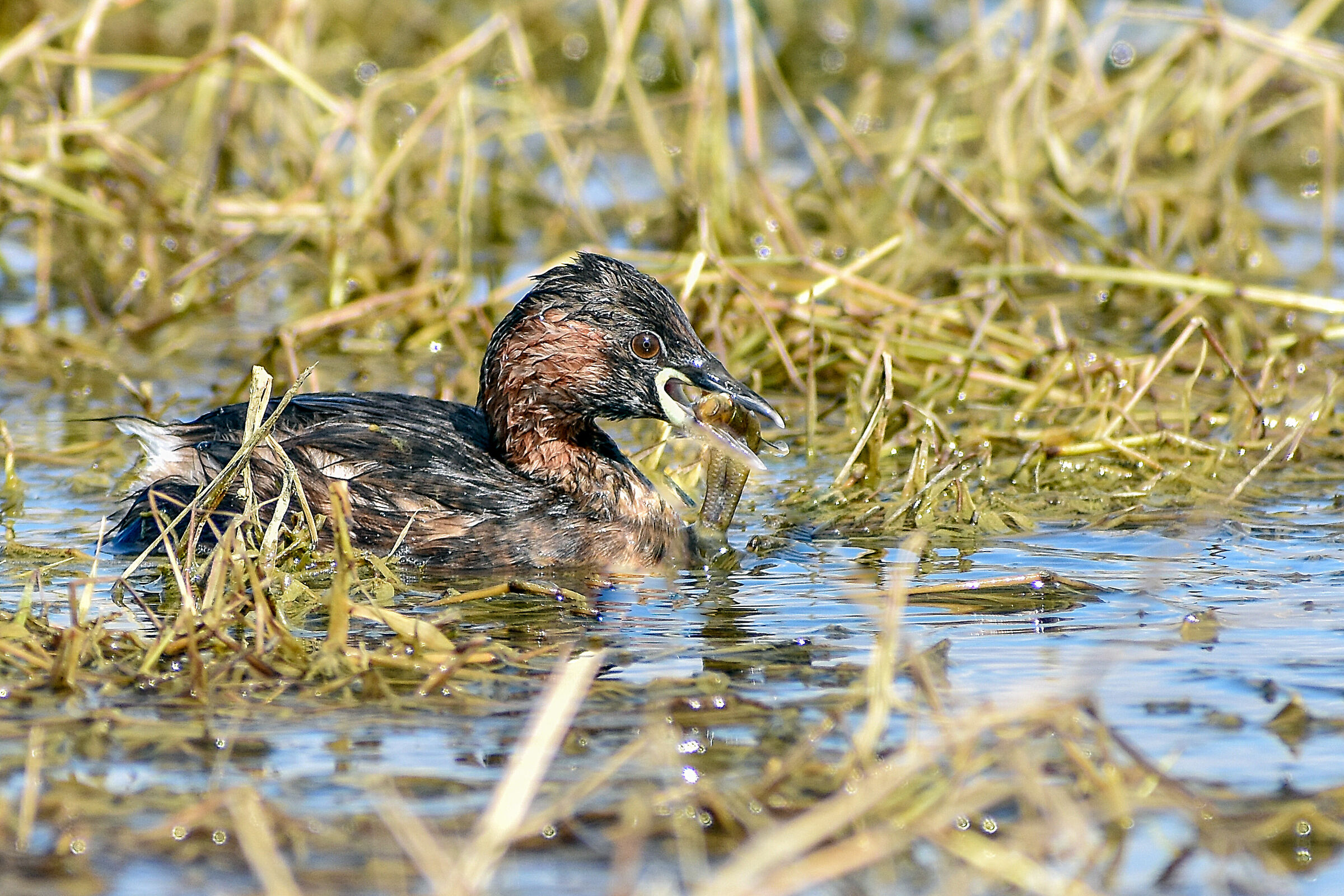 Tuffetto (Tachybaptus ruficollis)