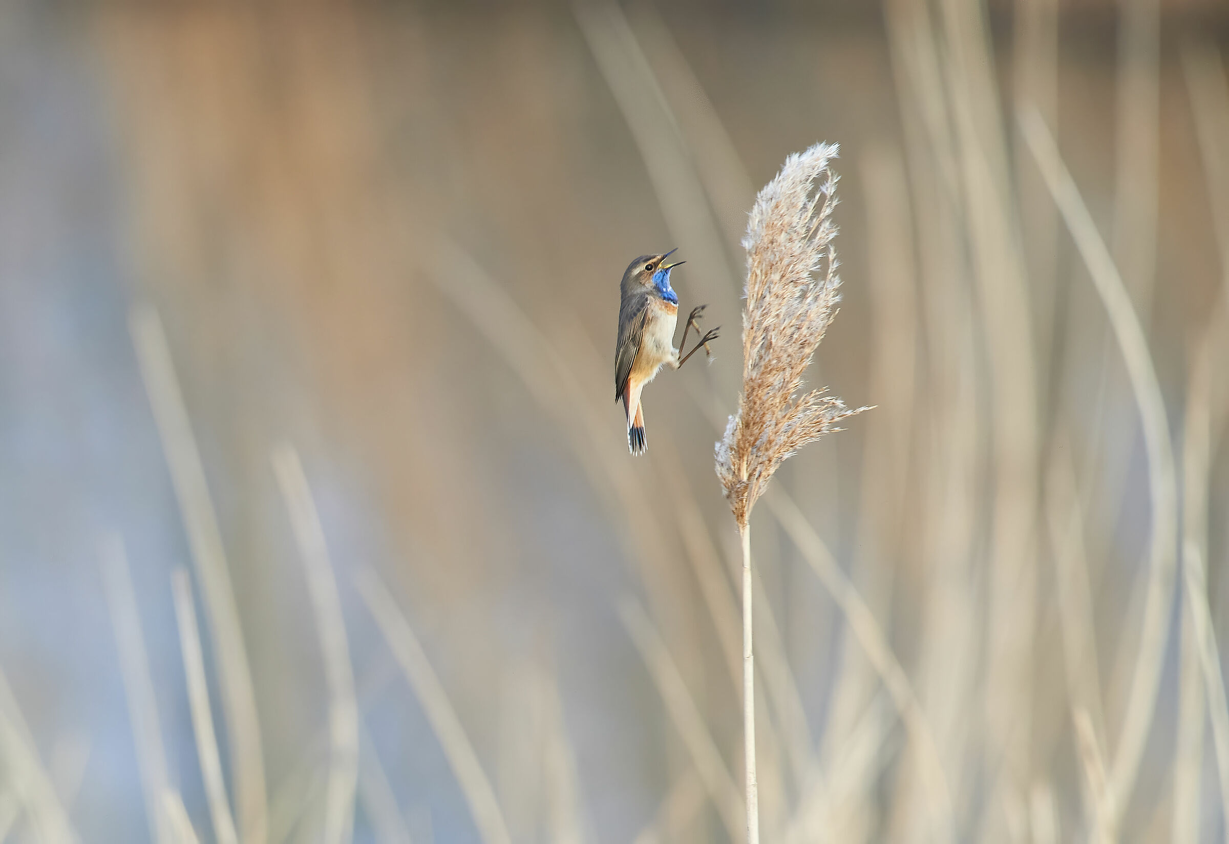 Atterraggio morbido a gola blu