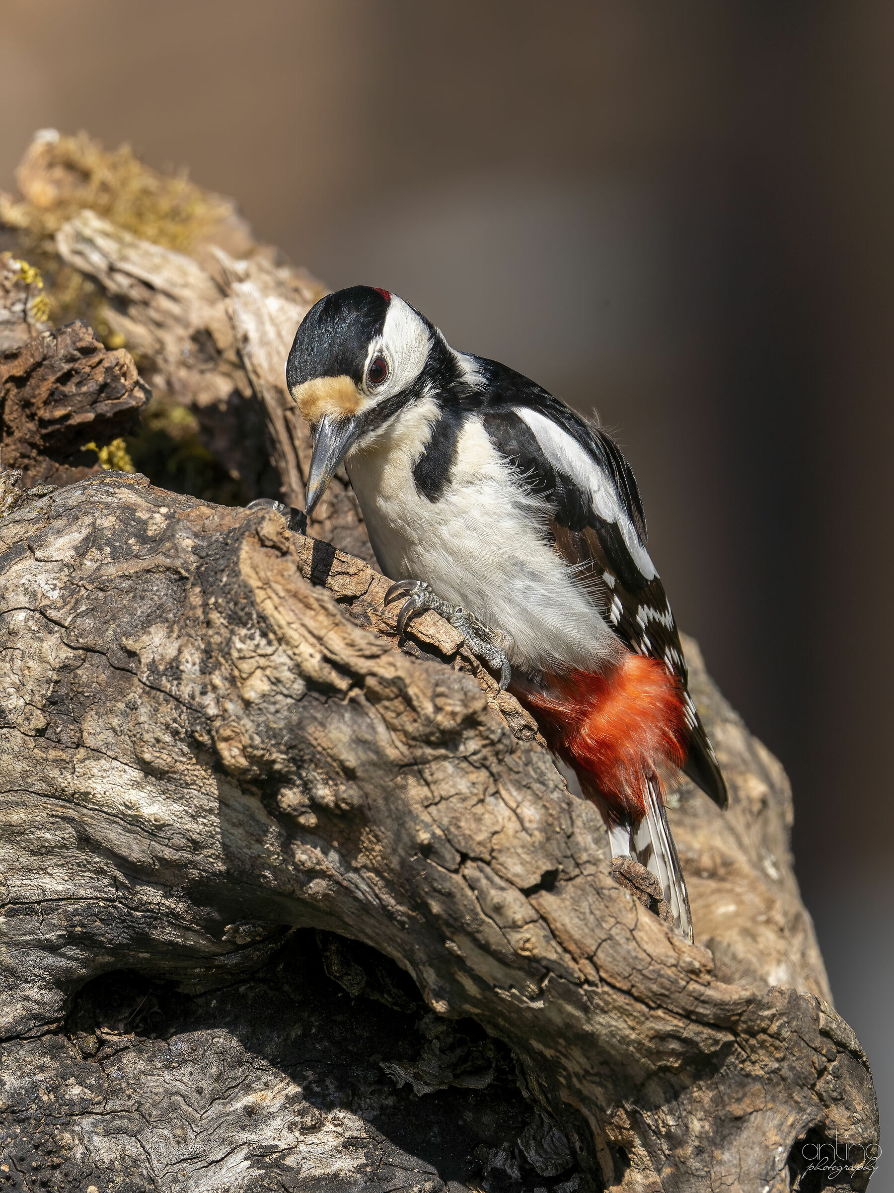 Picchio rosso maggiore maschio