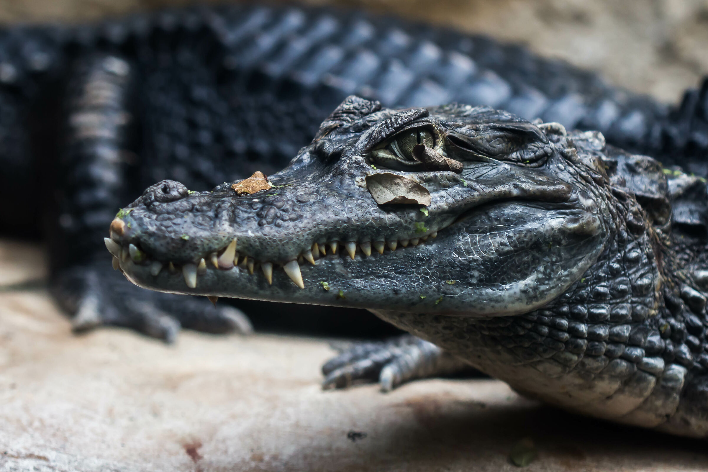 caimano dagli occhiali