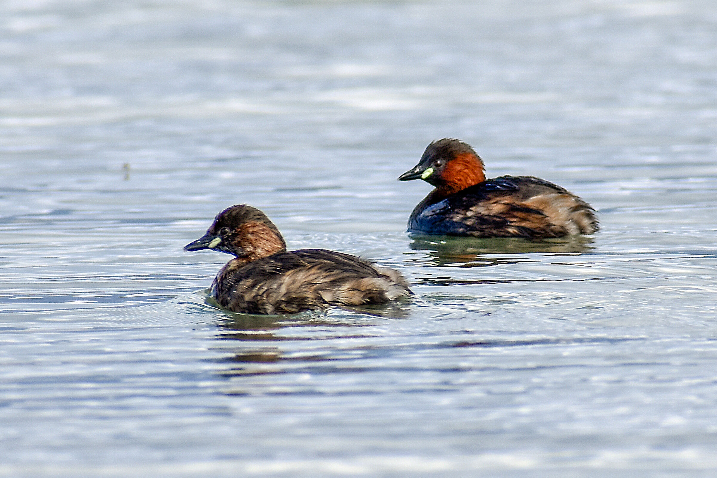 (Tachybaptus ruficollis)