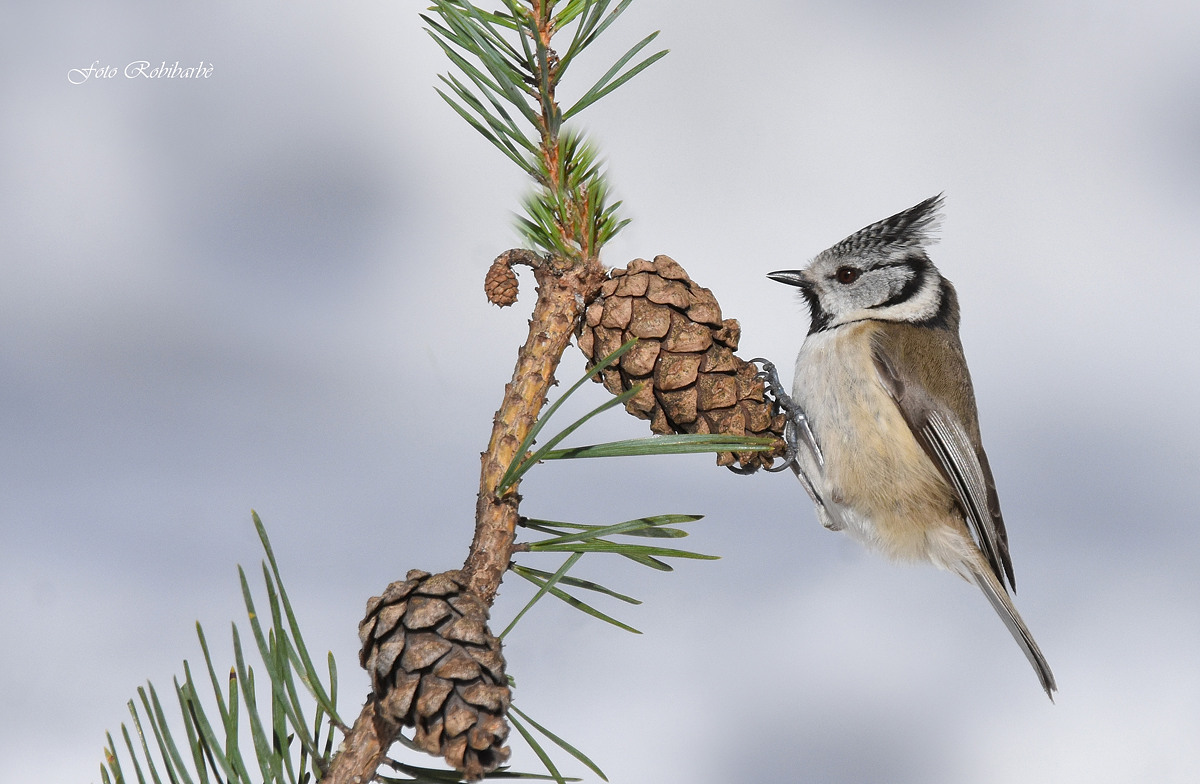 Cincia dal ciuffo...