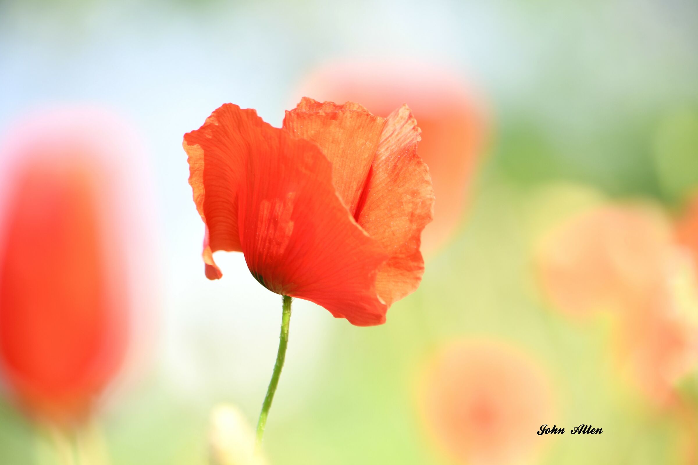 Poppies