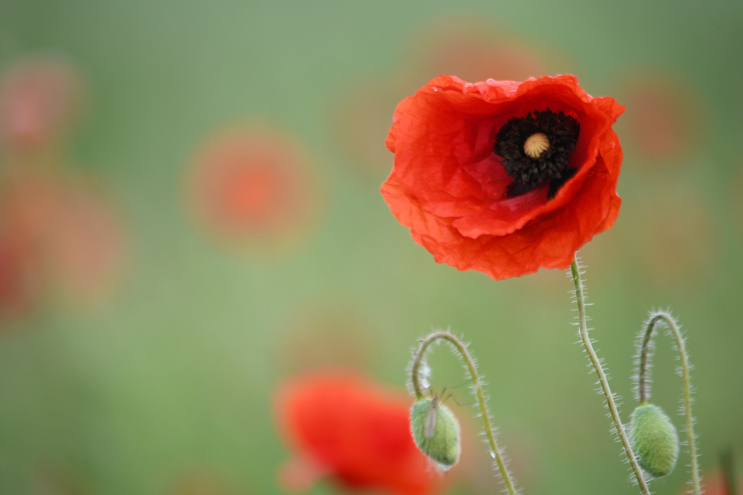 Poppies