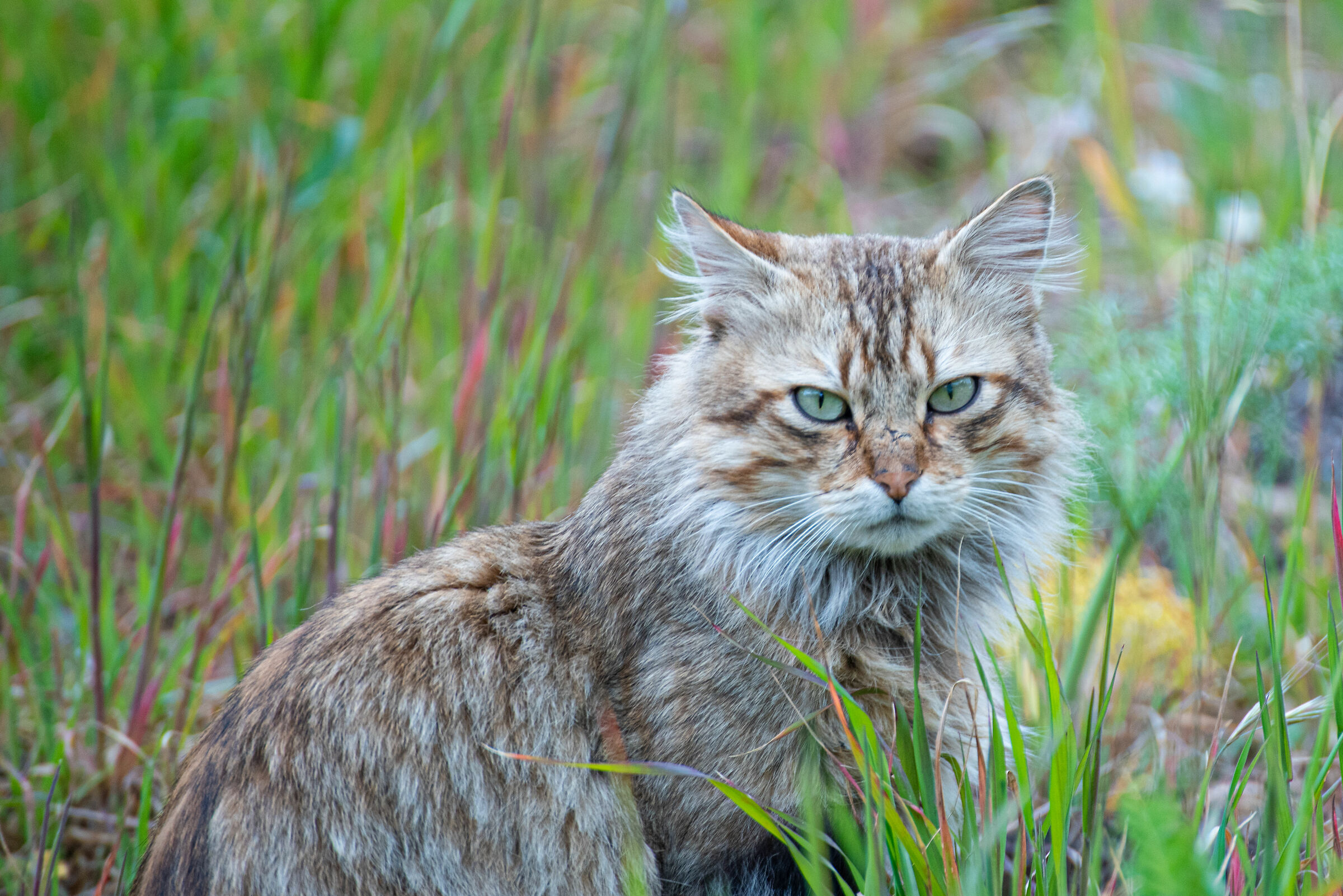 La mia tigre selvatica - Hai qualcosa da magna...