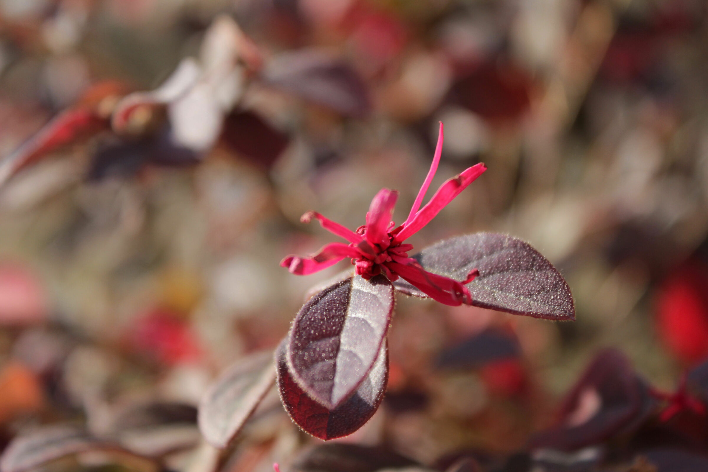 Loropetalum