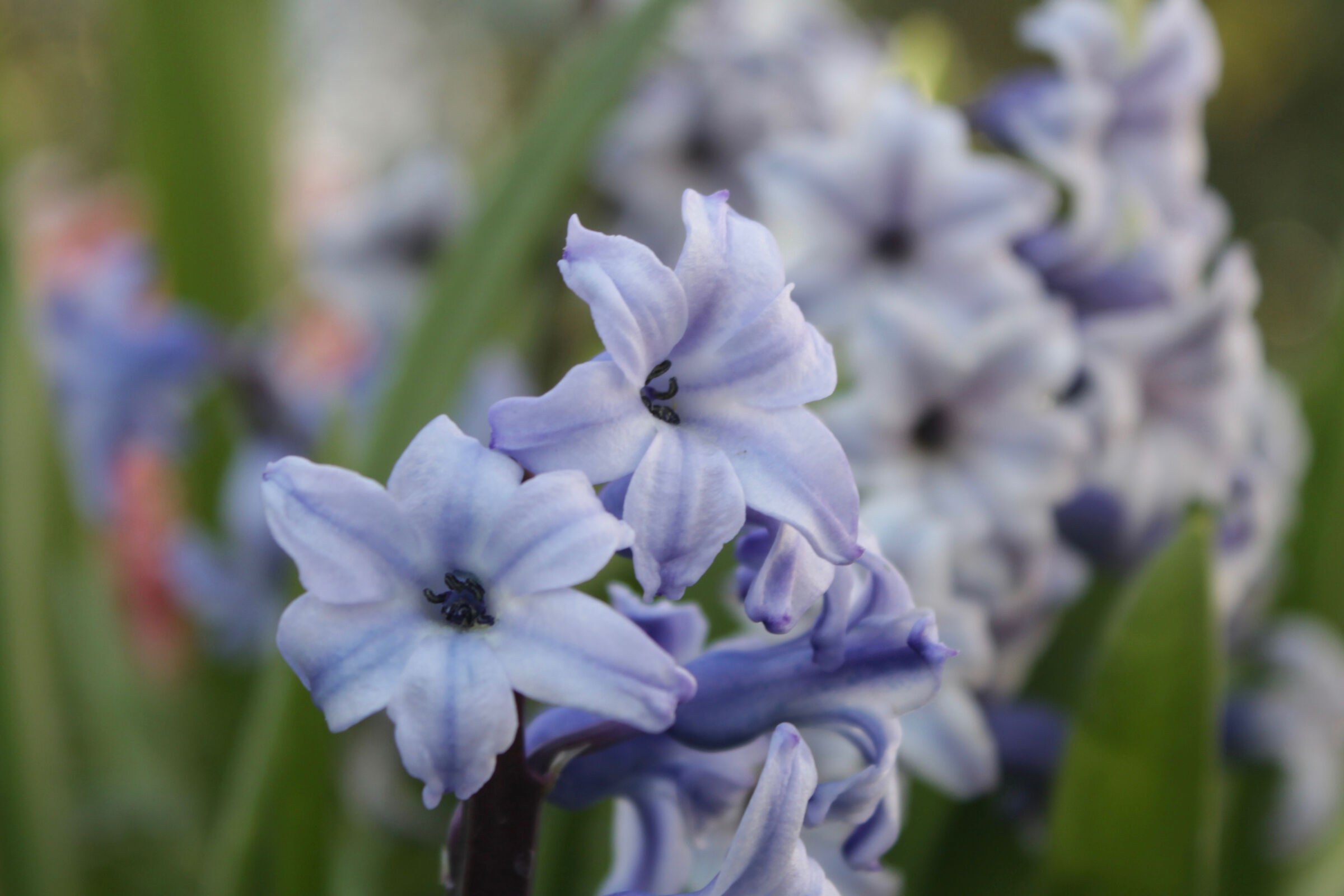Hyacinthus orientalis